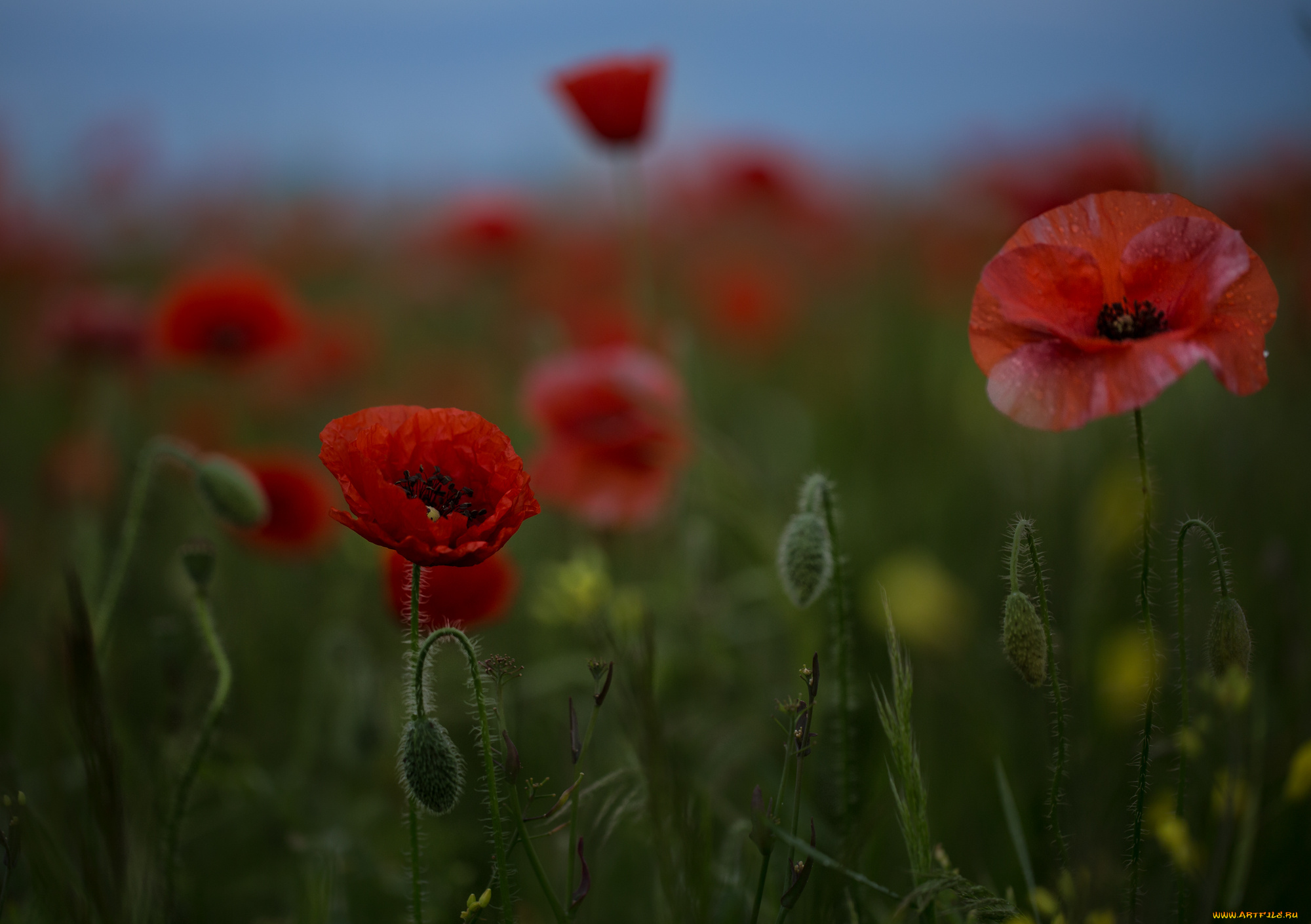 цветы, маки, ночь, небо, поле