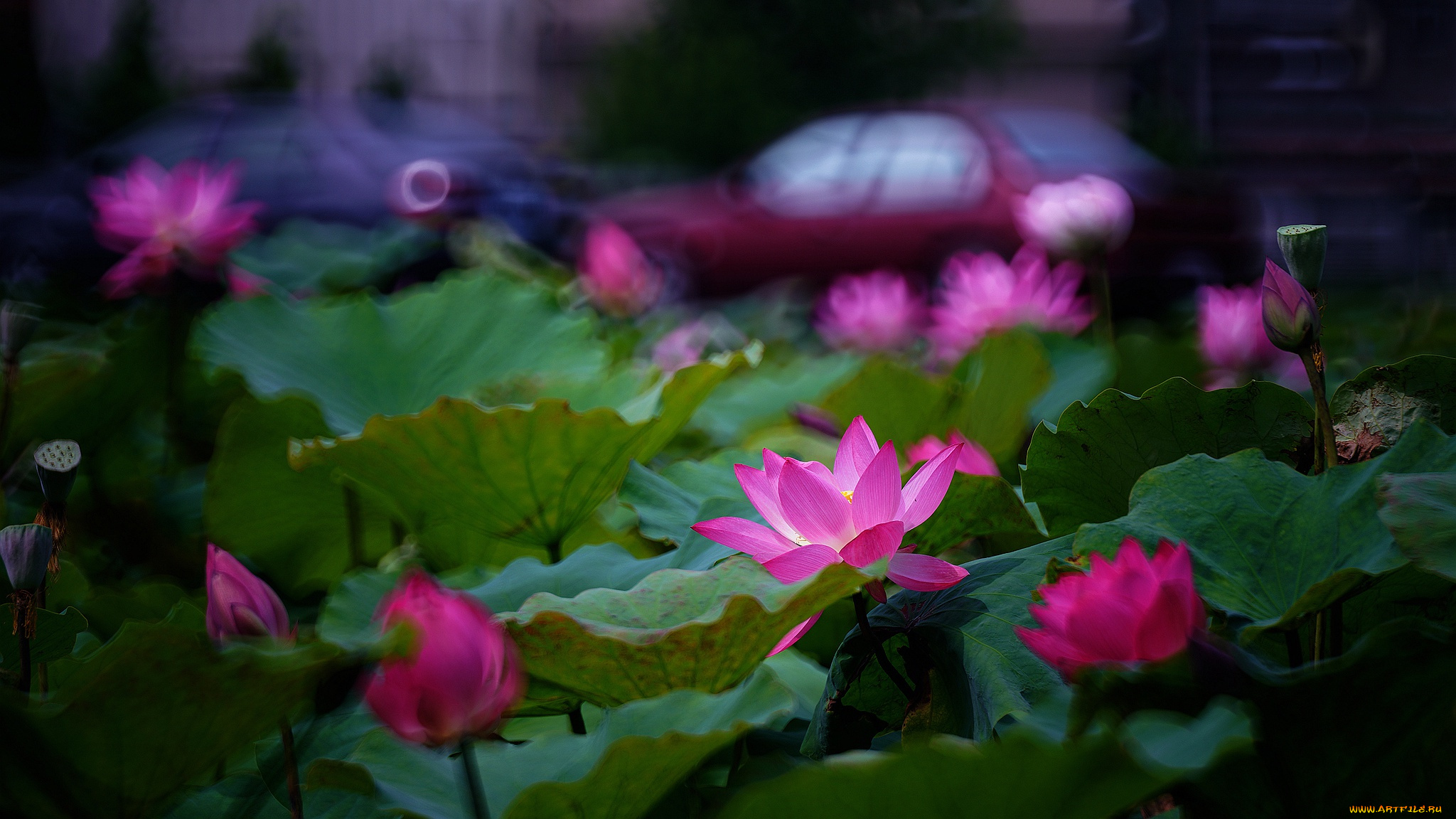 цветы, лотосы, лотос, красиво, лепестки, листок, боке