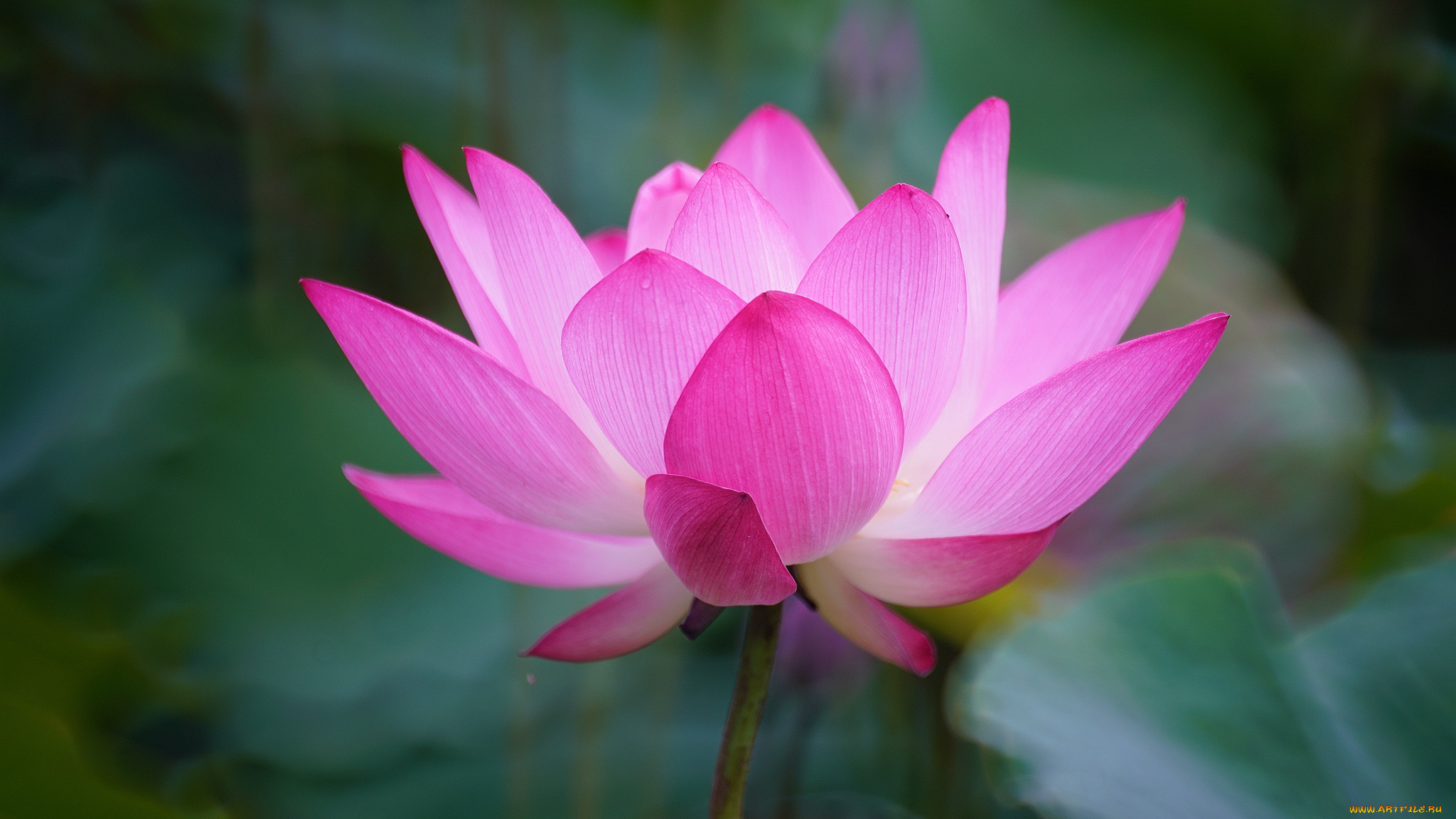 цветы, лотосы, лотос, красиво, лепестки, листок, боке