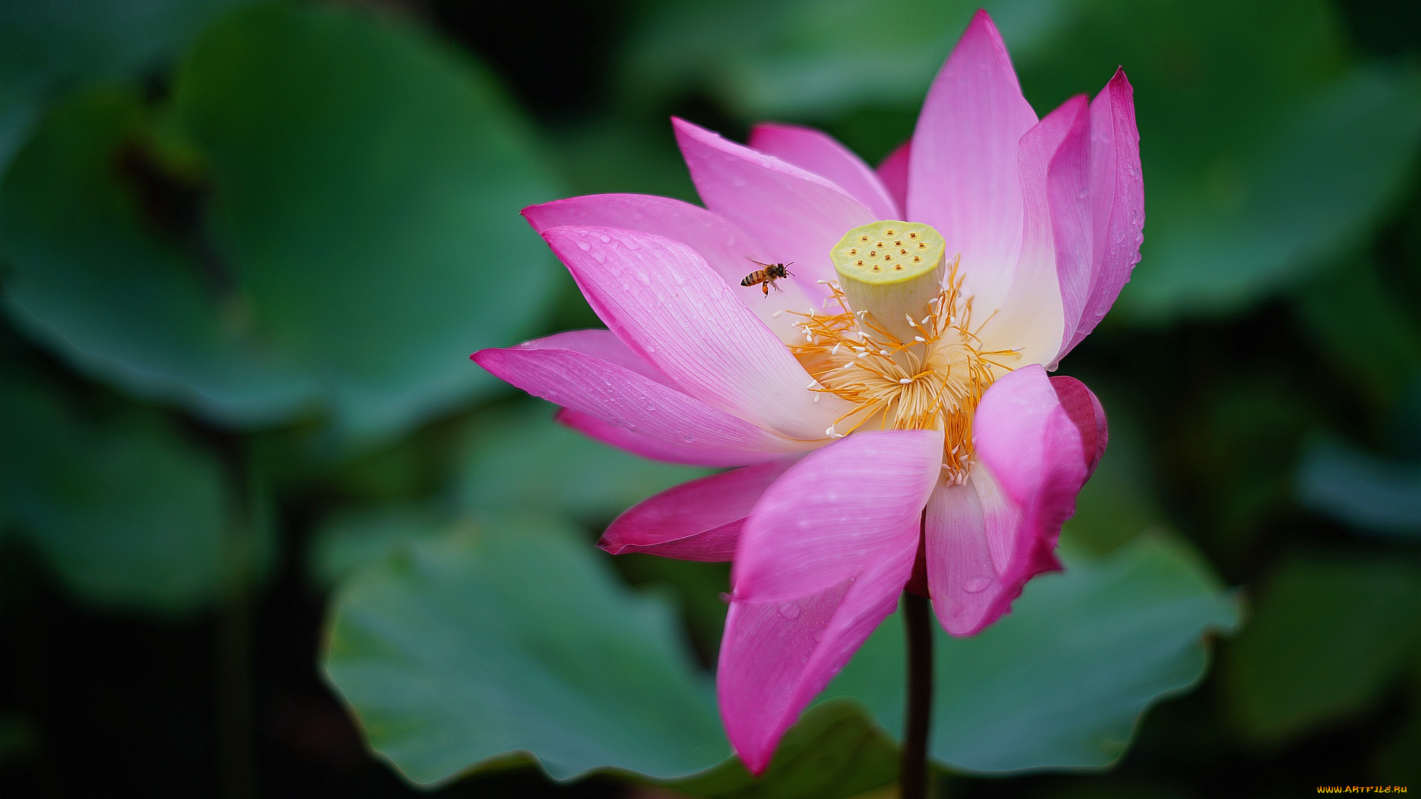 цветы, лотосы, лотос, роса, красиво, лепестки, листок, боке