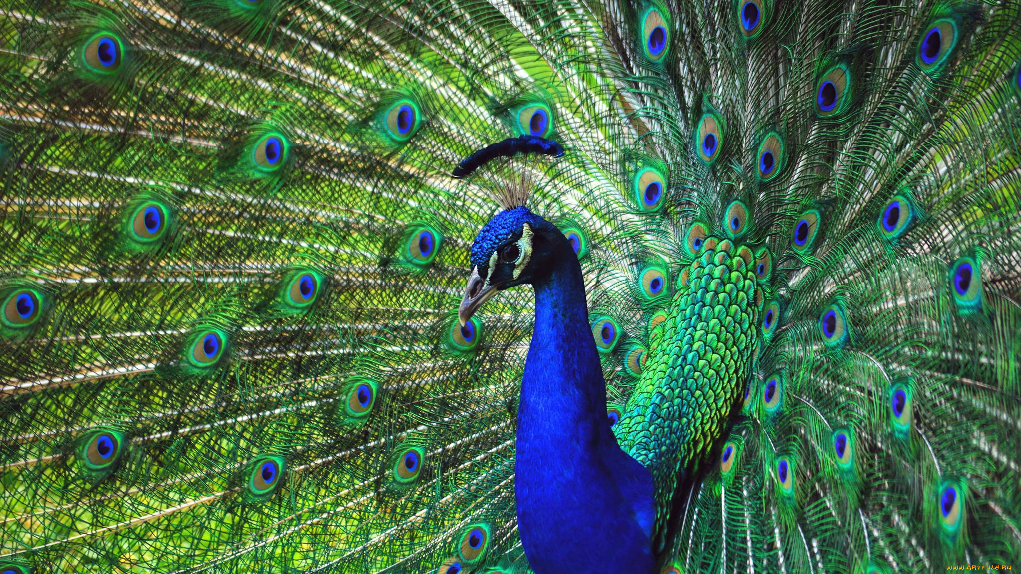 животные, павлины, павлин, перья, птица