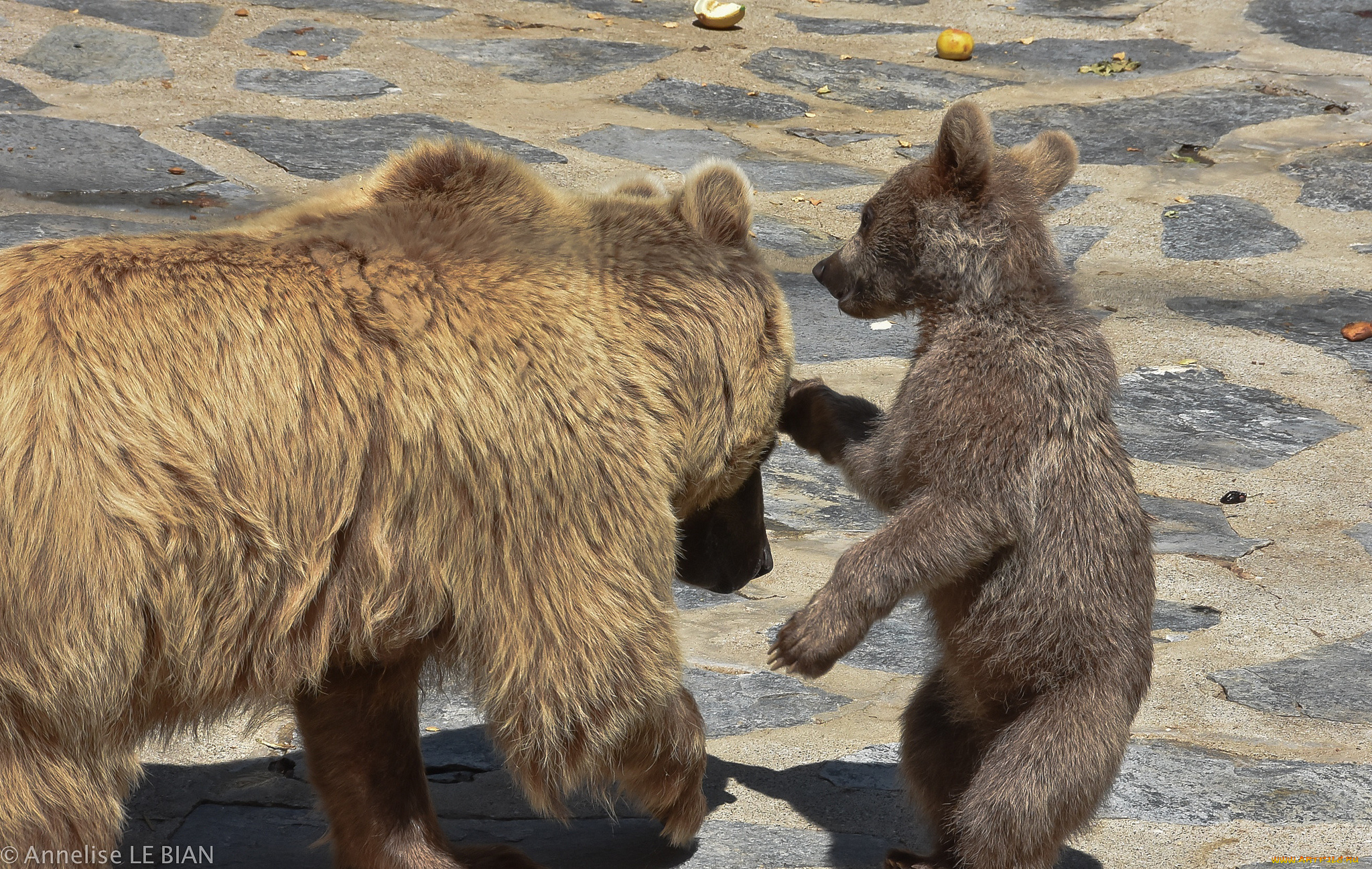 животные, медведи