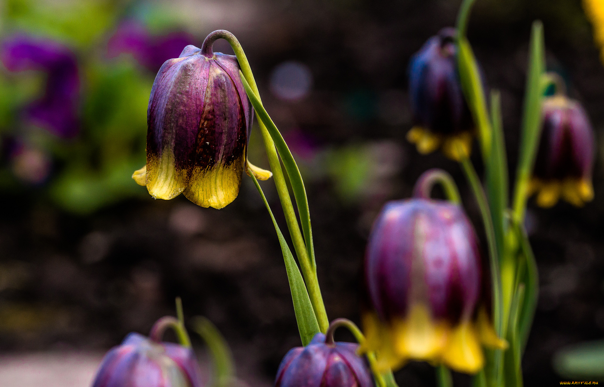 цветы, колокольчики