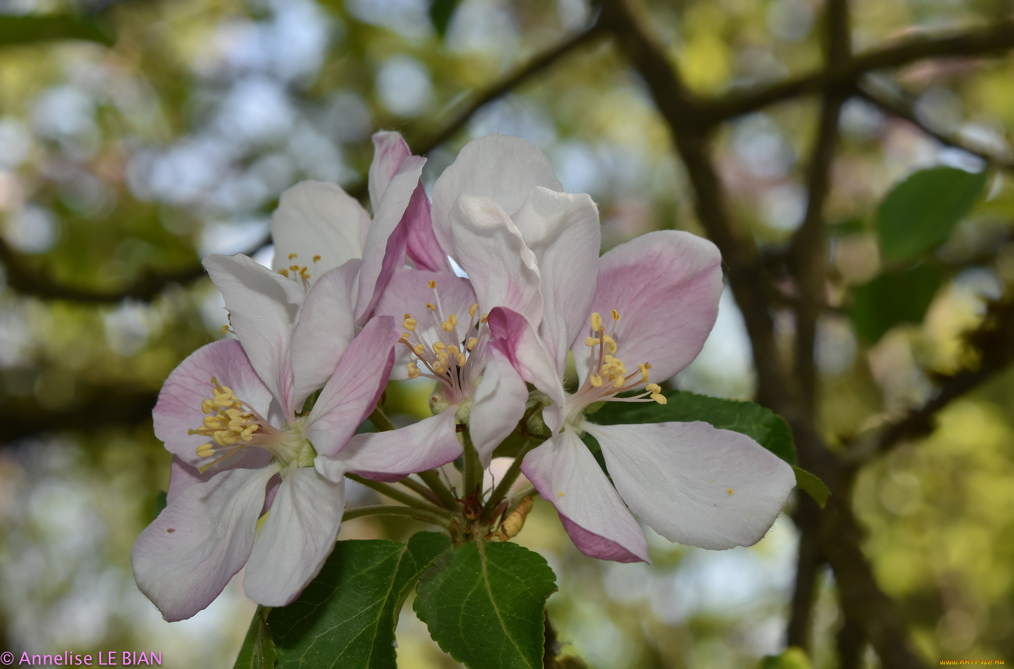 цветы, цветущие, деревья, , , кустарники, весна