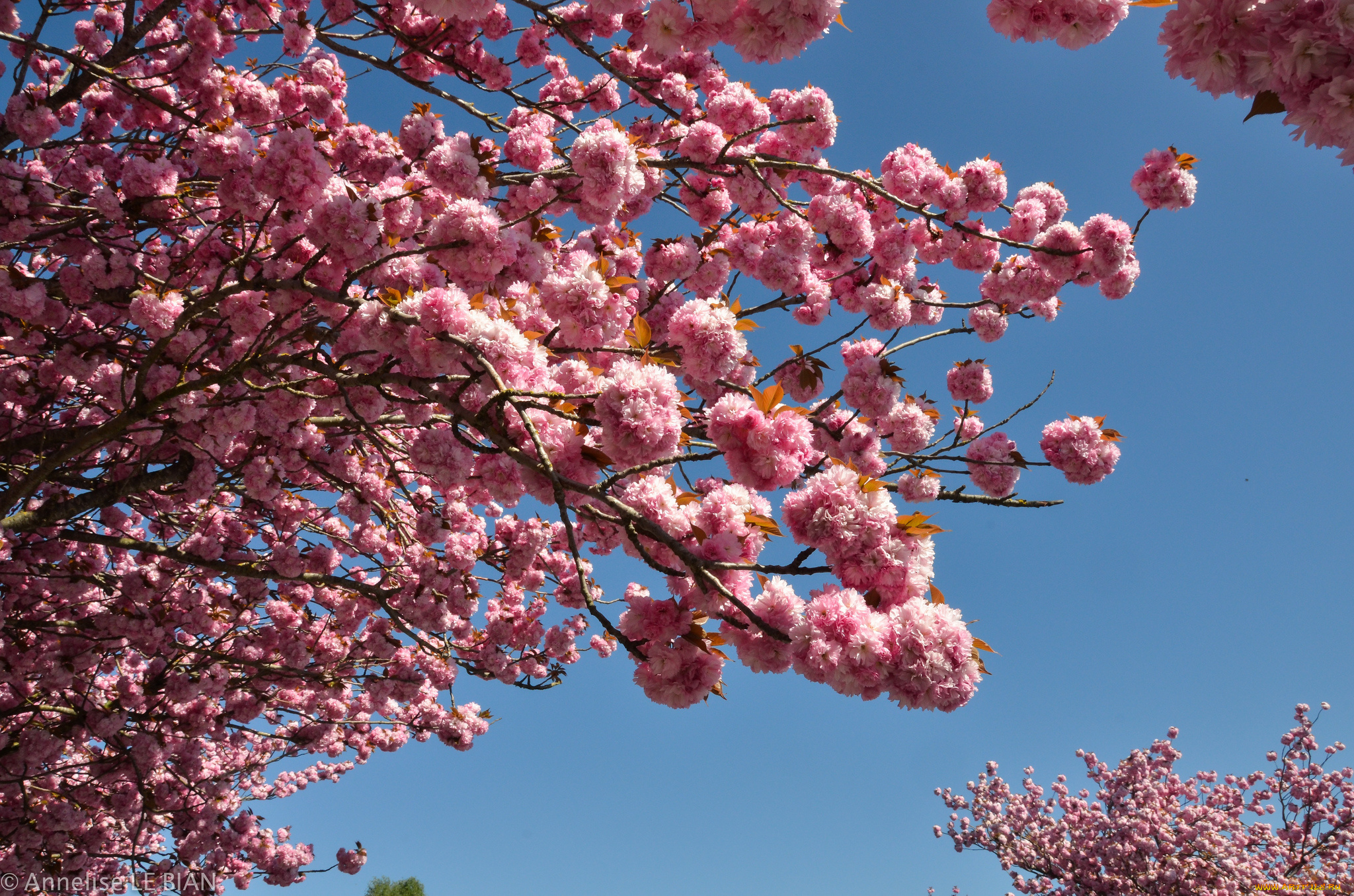 цветы, сакура, , вишня, ветки