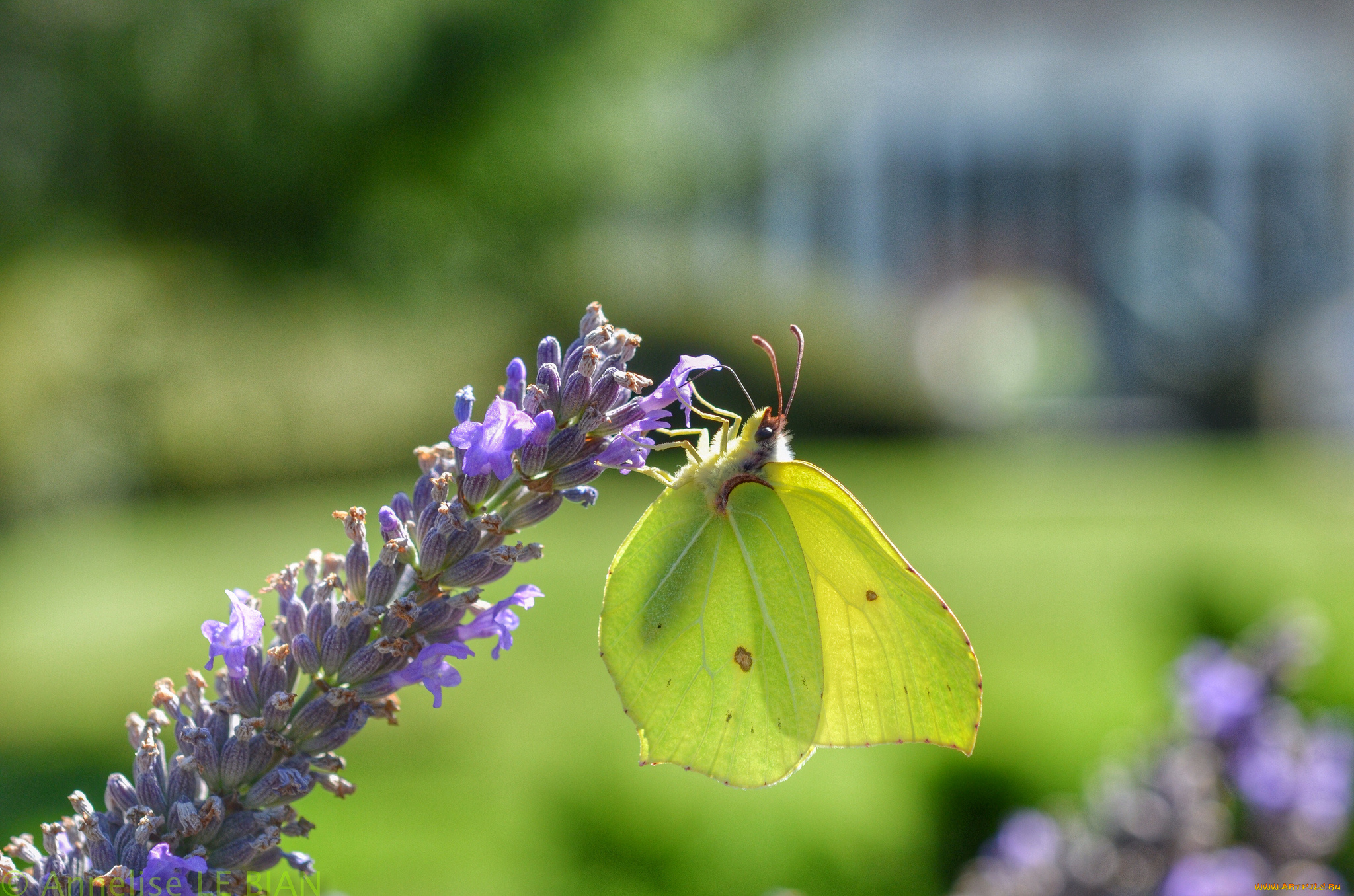 животные, бабочки, , мотыльки, , моли, цветок, бабочка