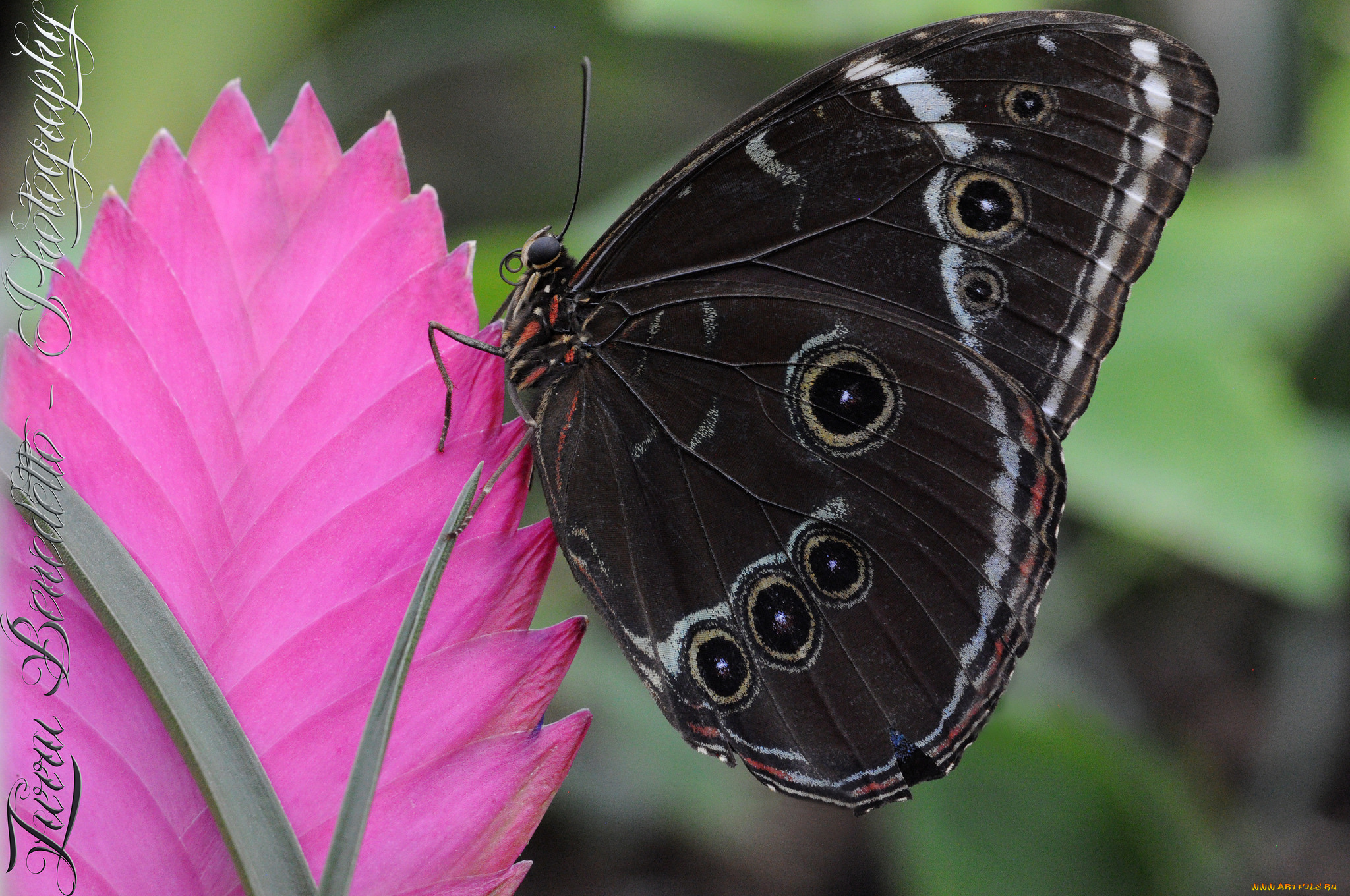 животные, бабочки, , мотыльки, , моли, бабочка