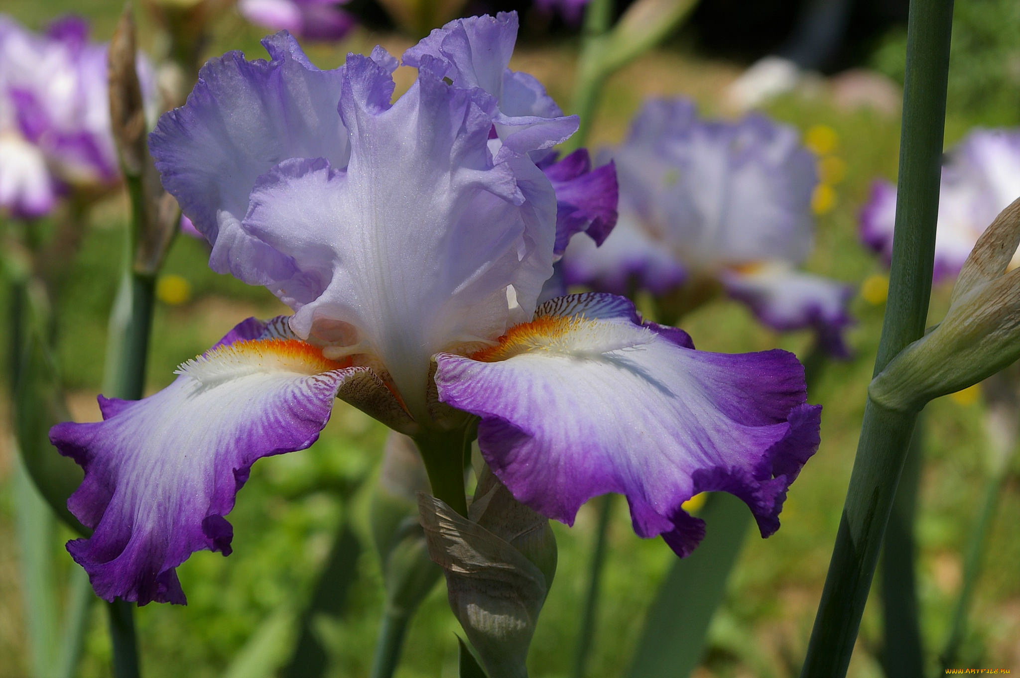 цветы, ирисы, цветение, ирис, лето