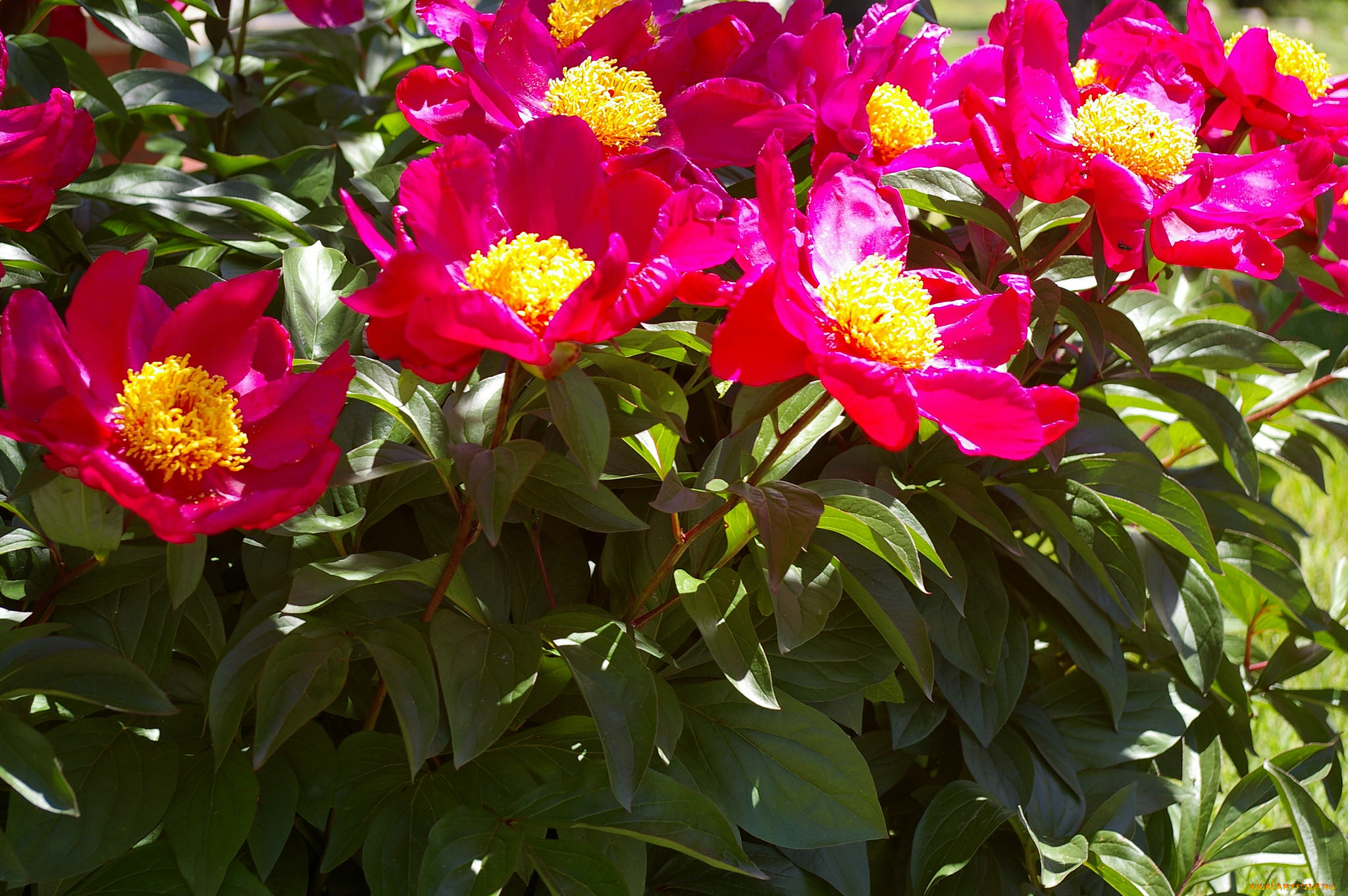 цветы, пионы, цветение, пион