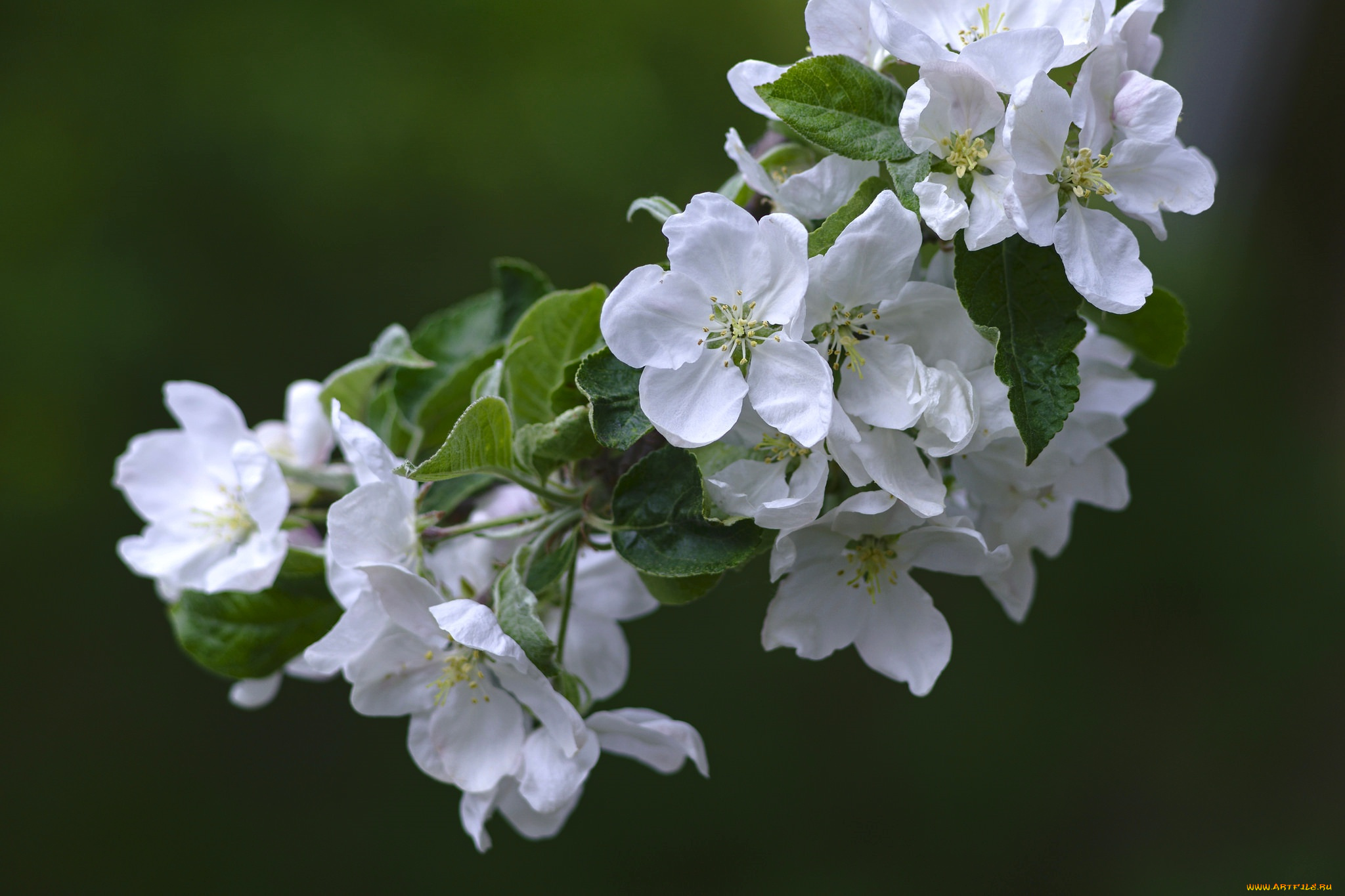 цветы, цветущие, деревья, , , кустарники, весна