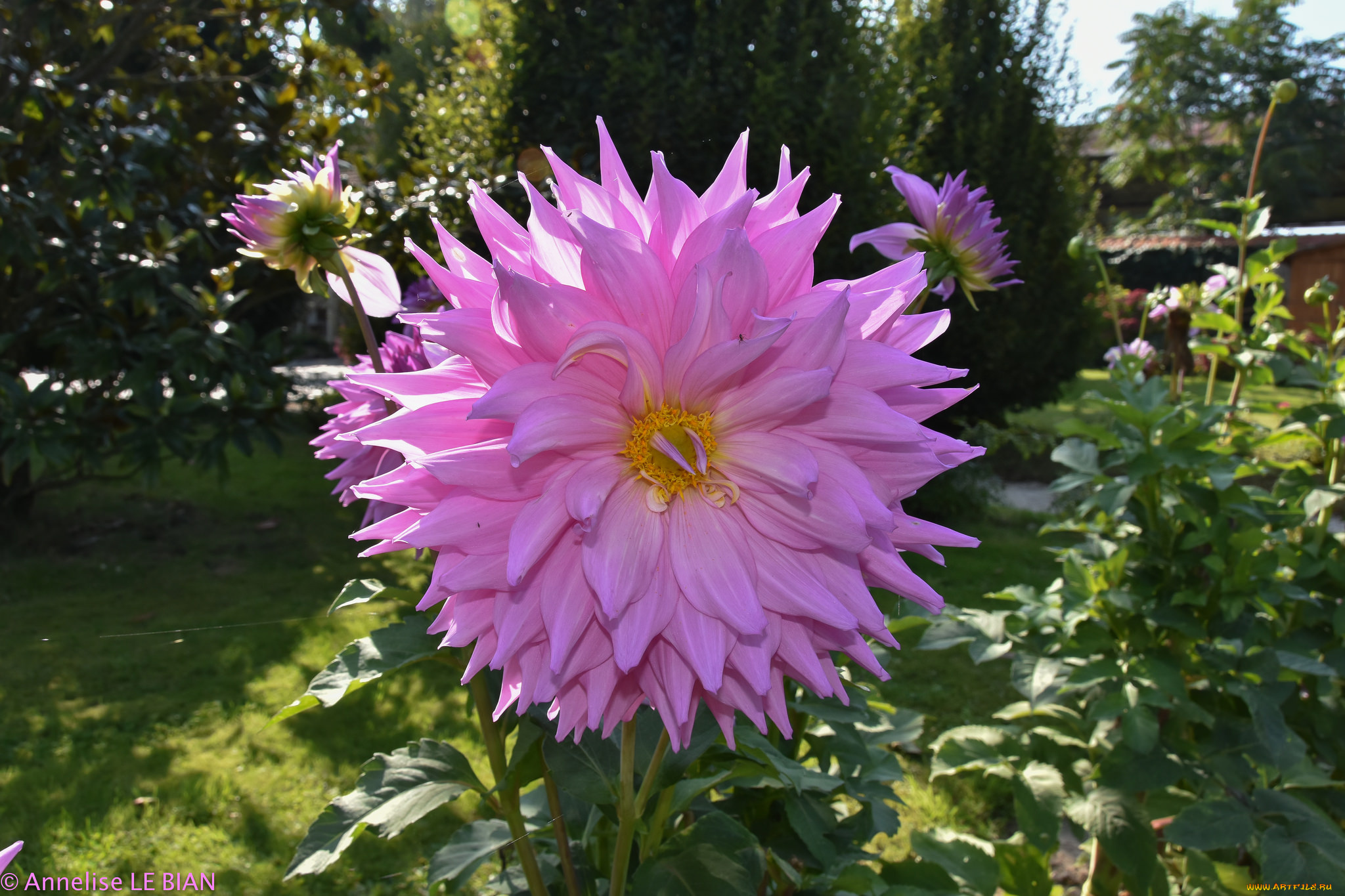 цветы, георгины, георгина