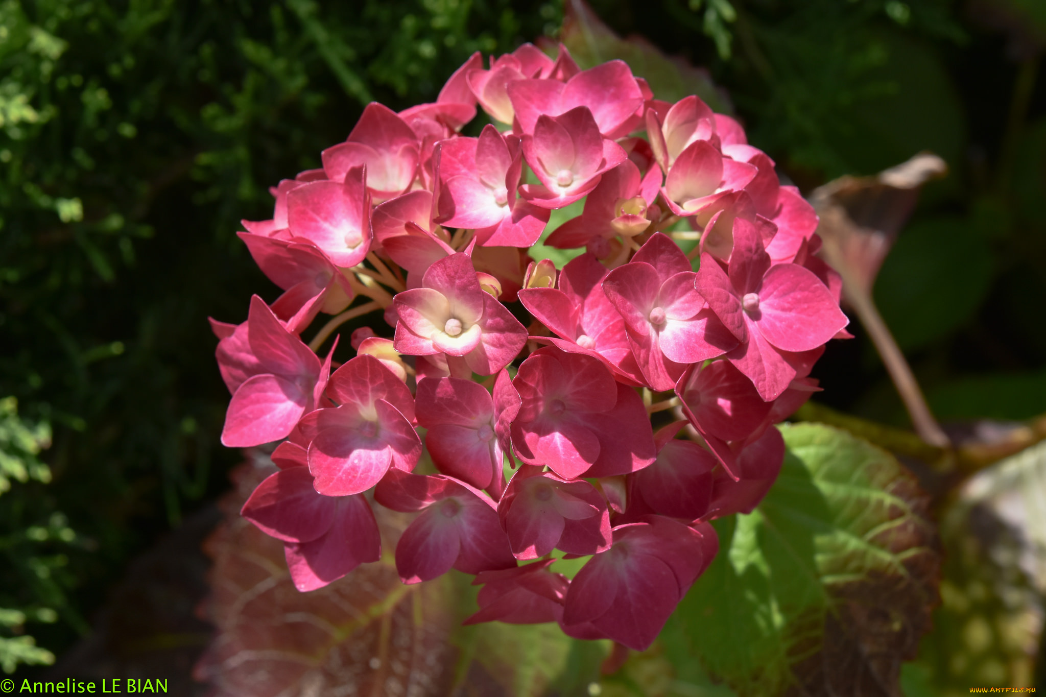 цветы, гортензия, розовая, цветение