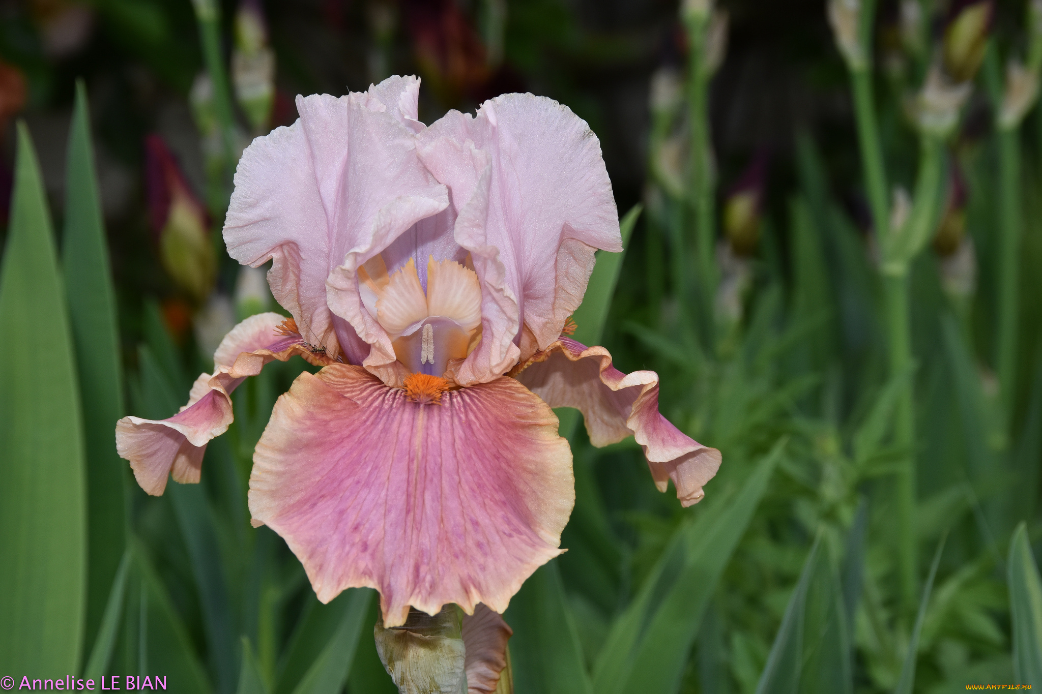 цветы, ирисы, цветение, ирис