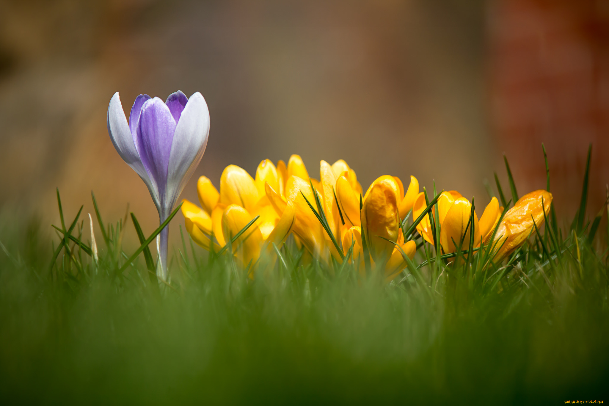 цветы, крокусы