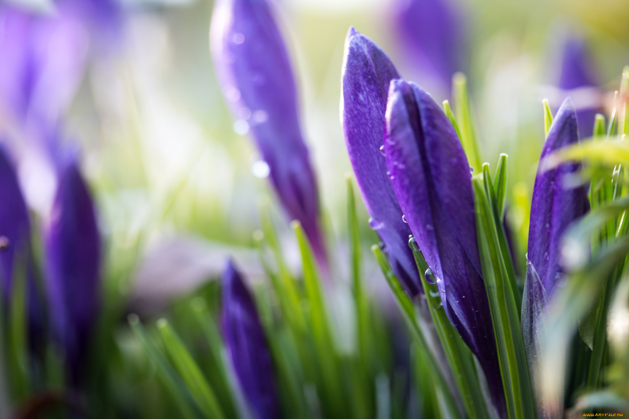 цветы, крокусы, весна, листики, травка, цветение, кустики, лес