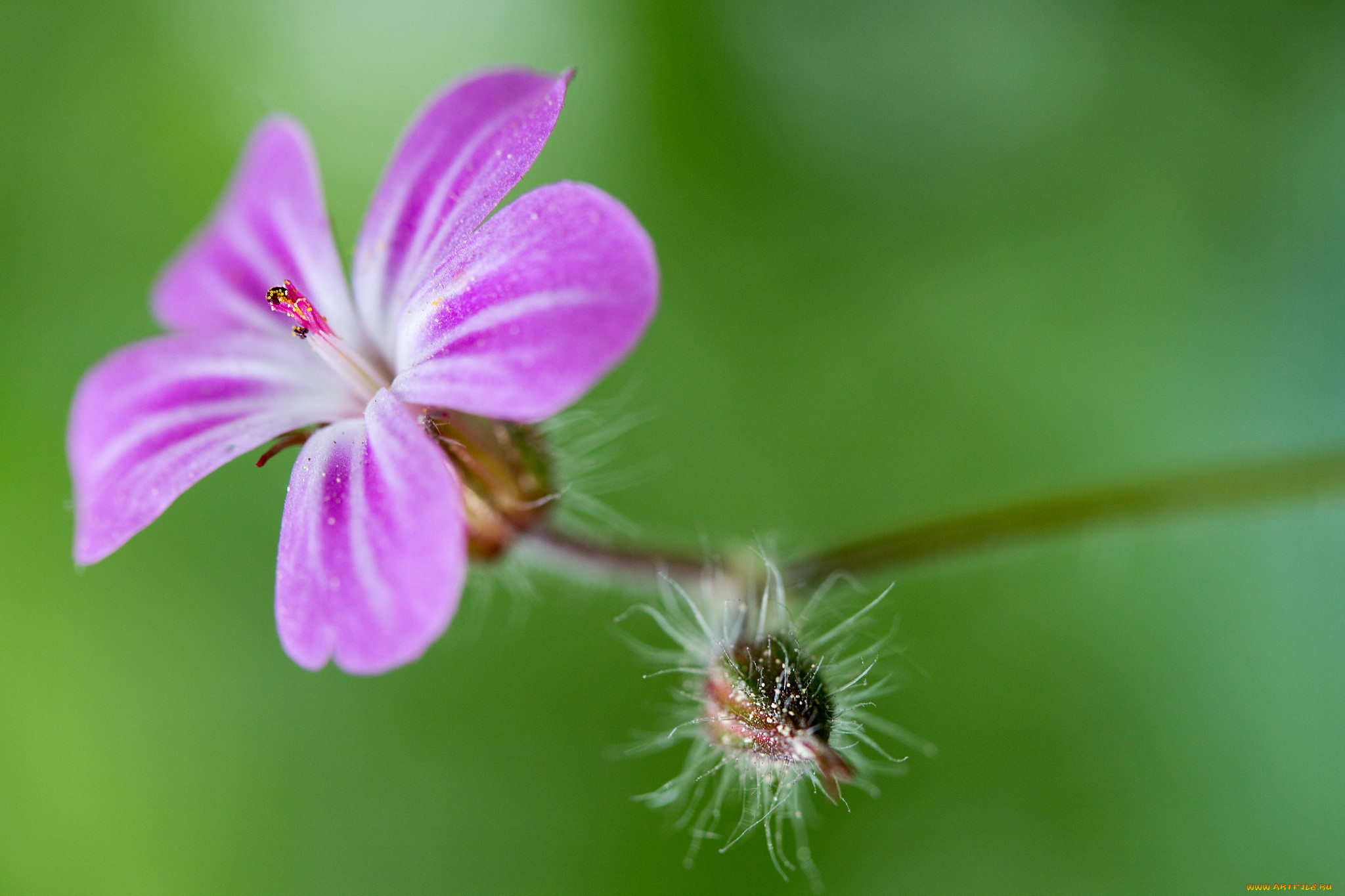 цветы, луговые, , полевые, , цветы, макро