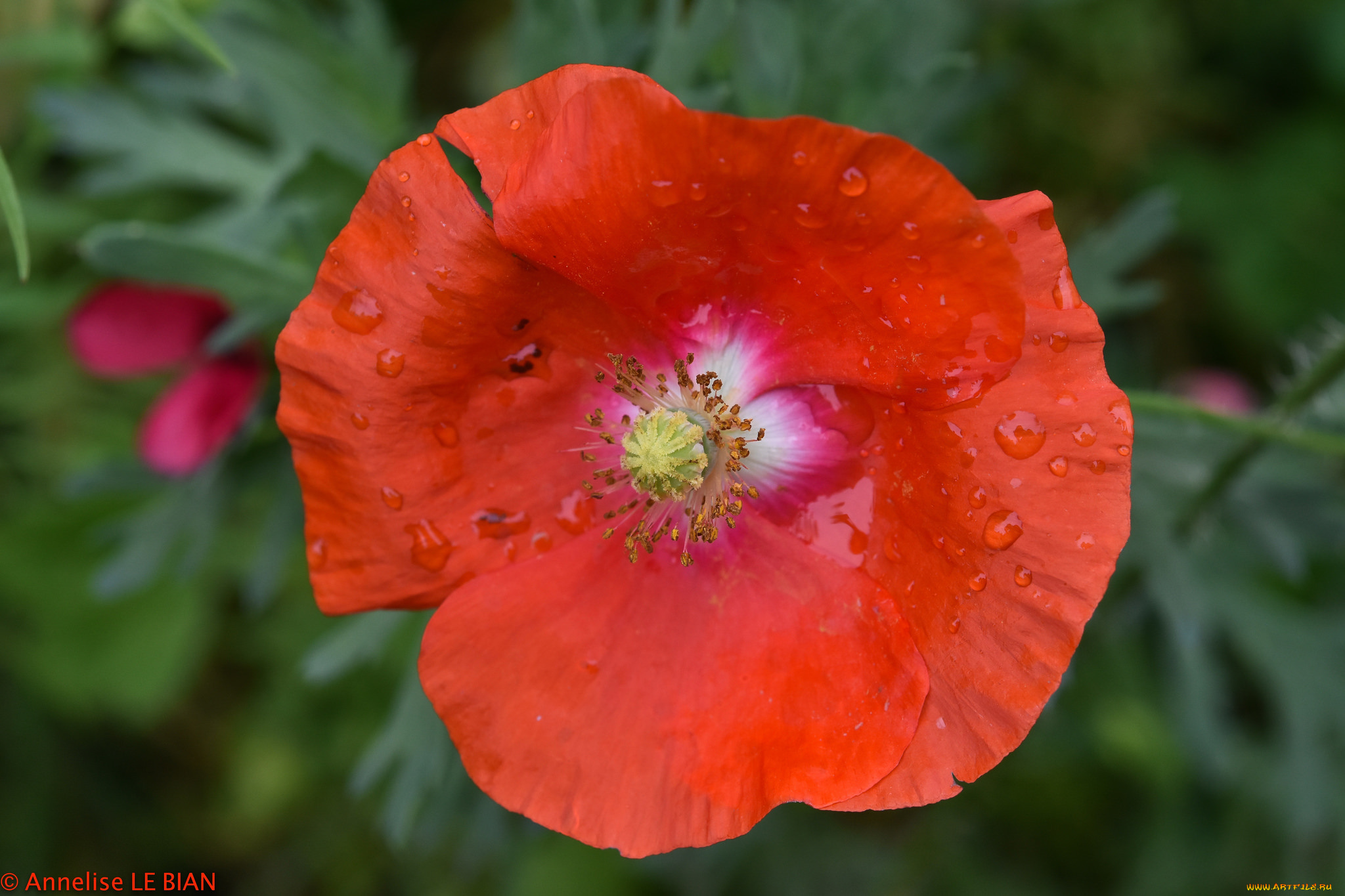 цветы, маки, красный