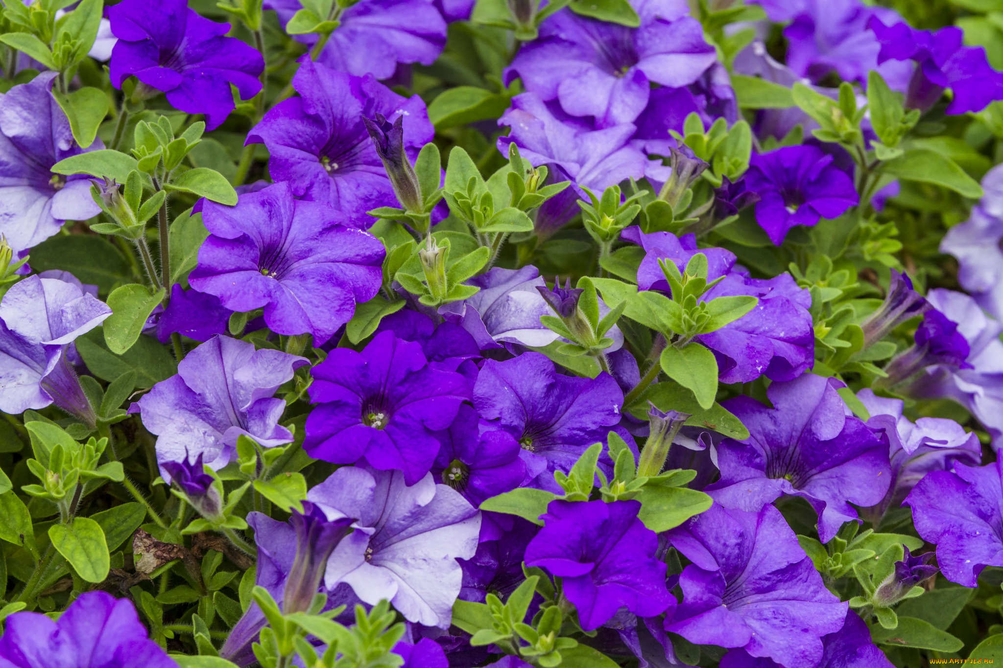 цветы, петунии, , калибрахоа, макро, сиреневый, петуния