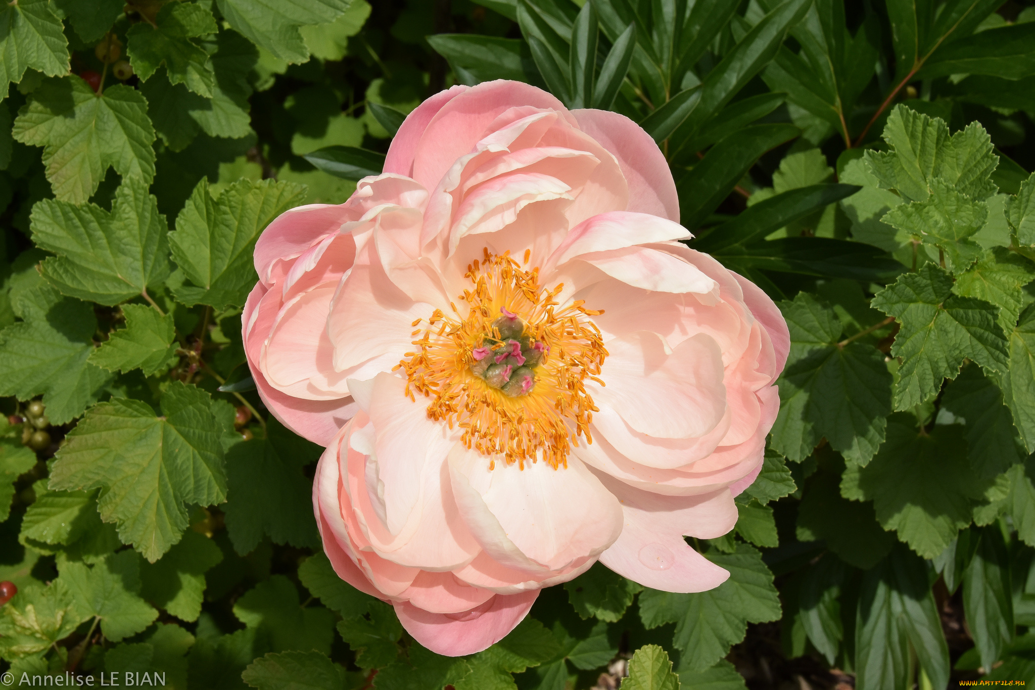 цветы, пионы