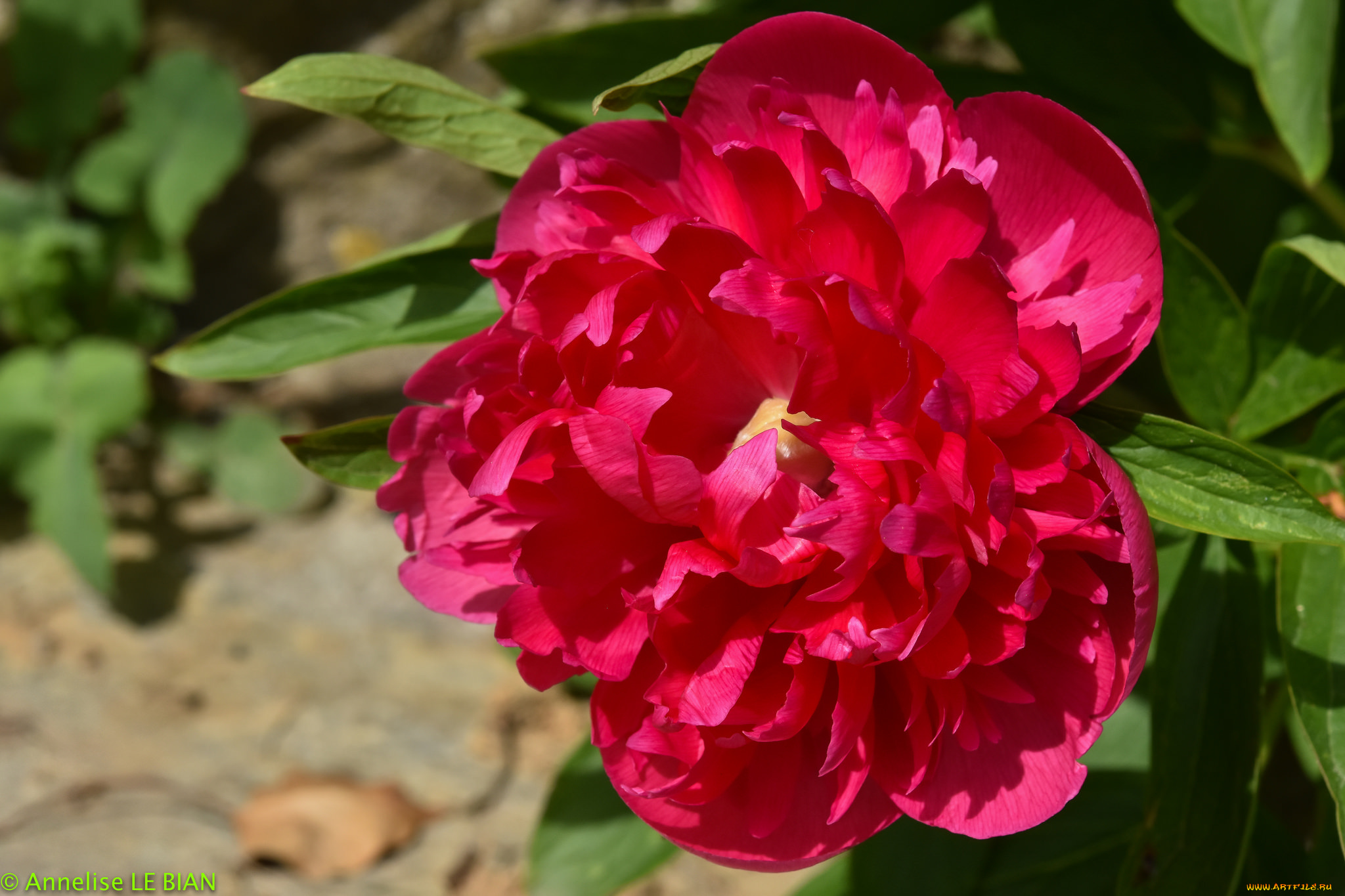 цветы, пионы, красный