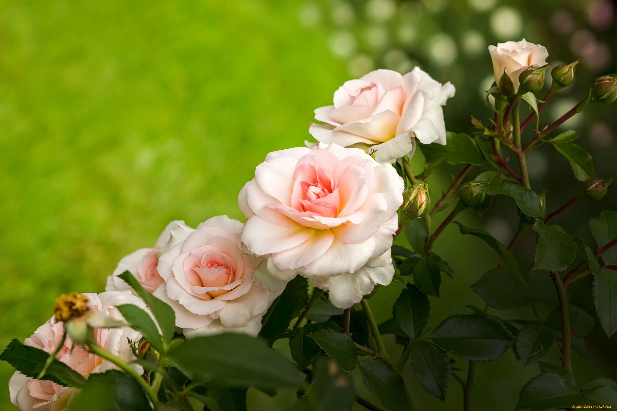 цветы, розы, нежность, куст