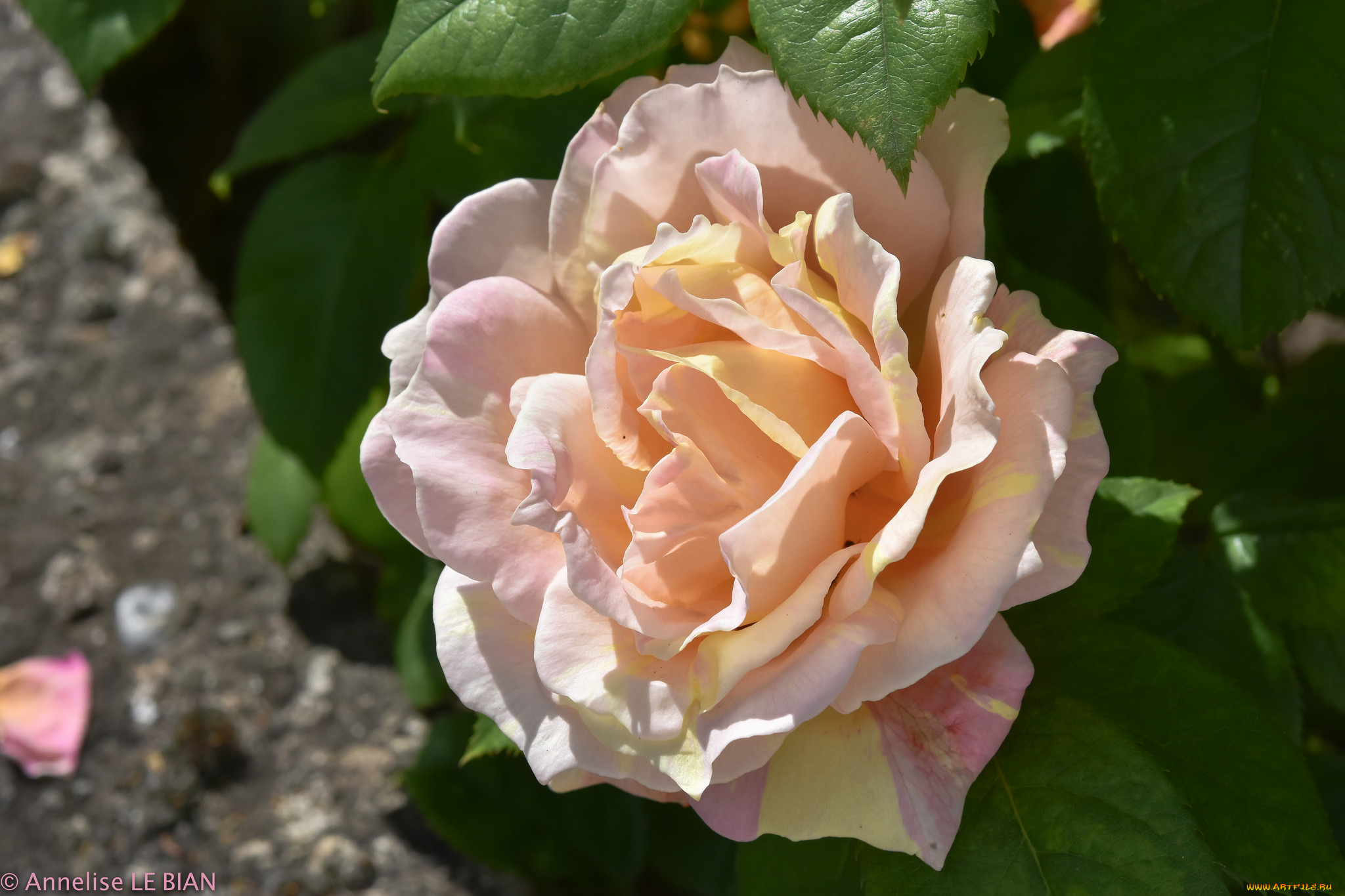 цветы, розы, роза