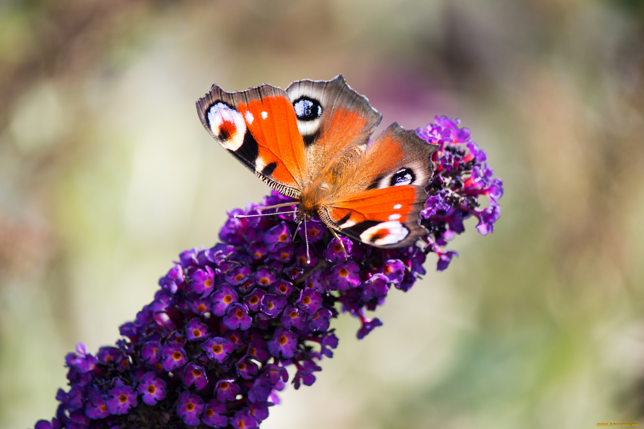 животные, бабочки, , мотыльки, , моли, цветы, бабочка