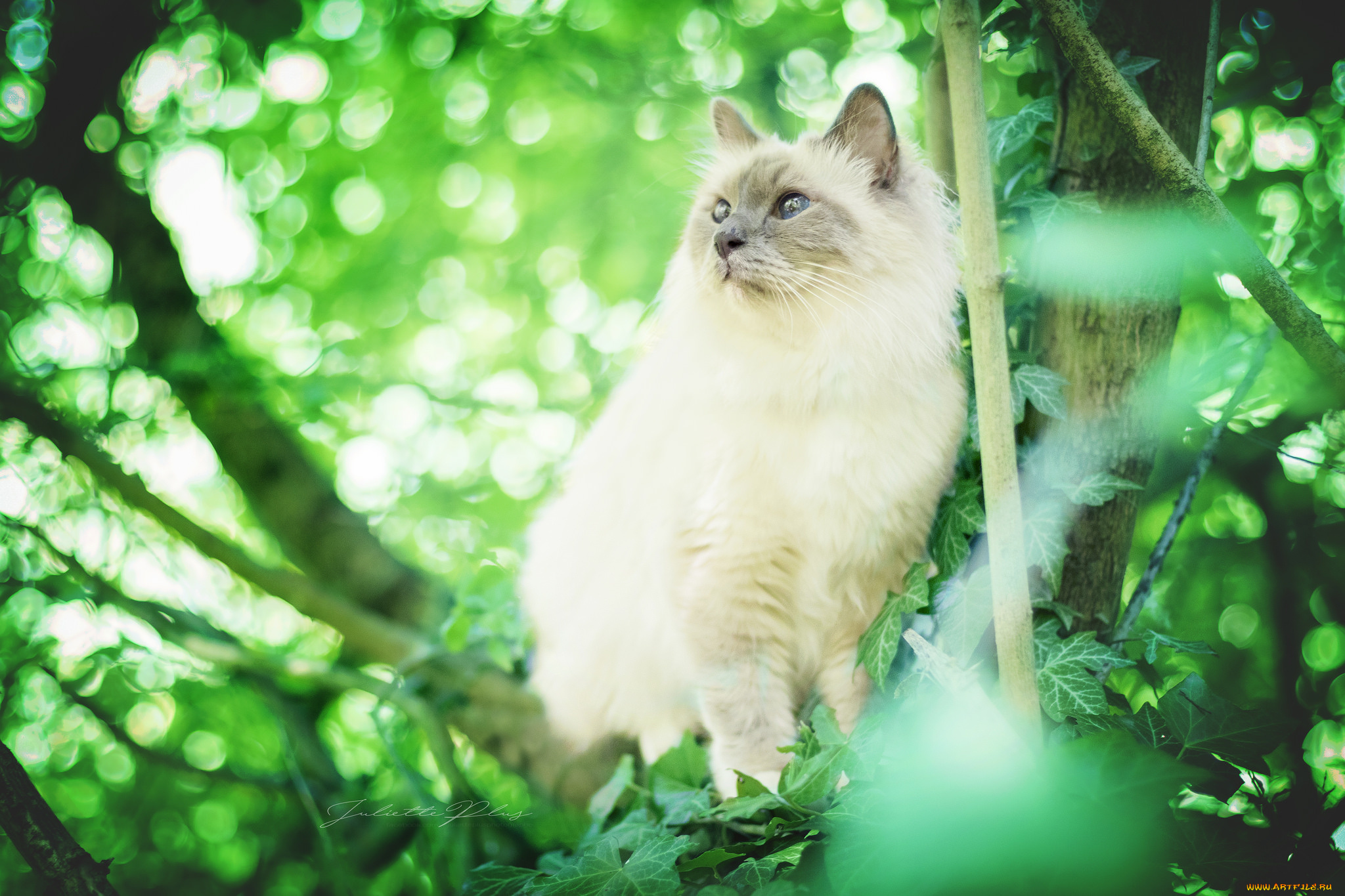 животные, коты, трава, киса