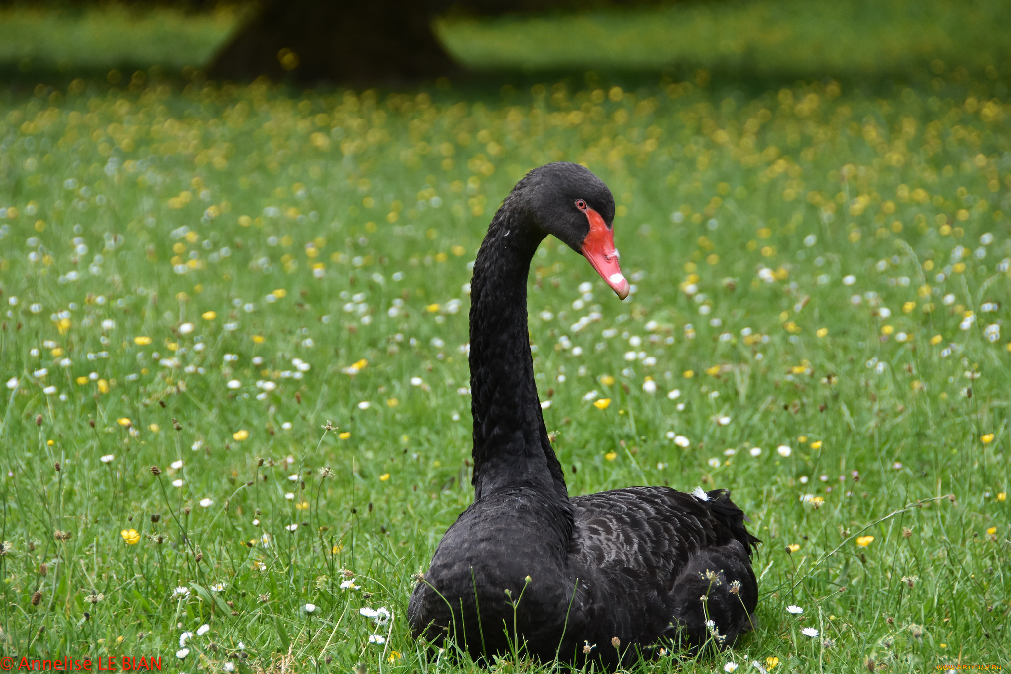 животные, лебеди, чёрный, лебедь