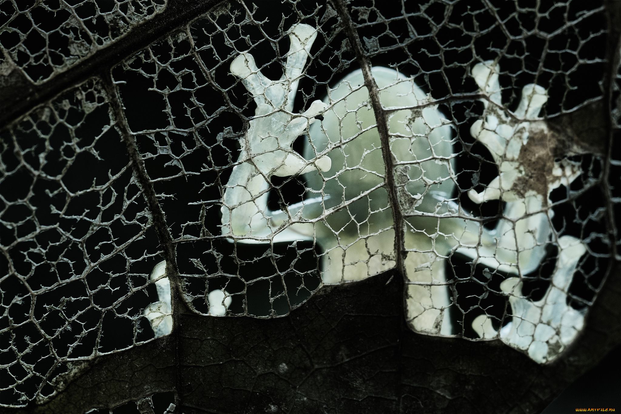 животные, лягушки, макро, лягушка