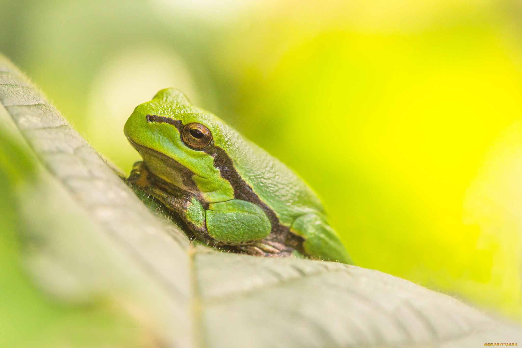 животные, лягушки, отдых, трва, природа, трава, лягушка