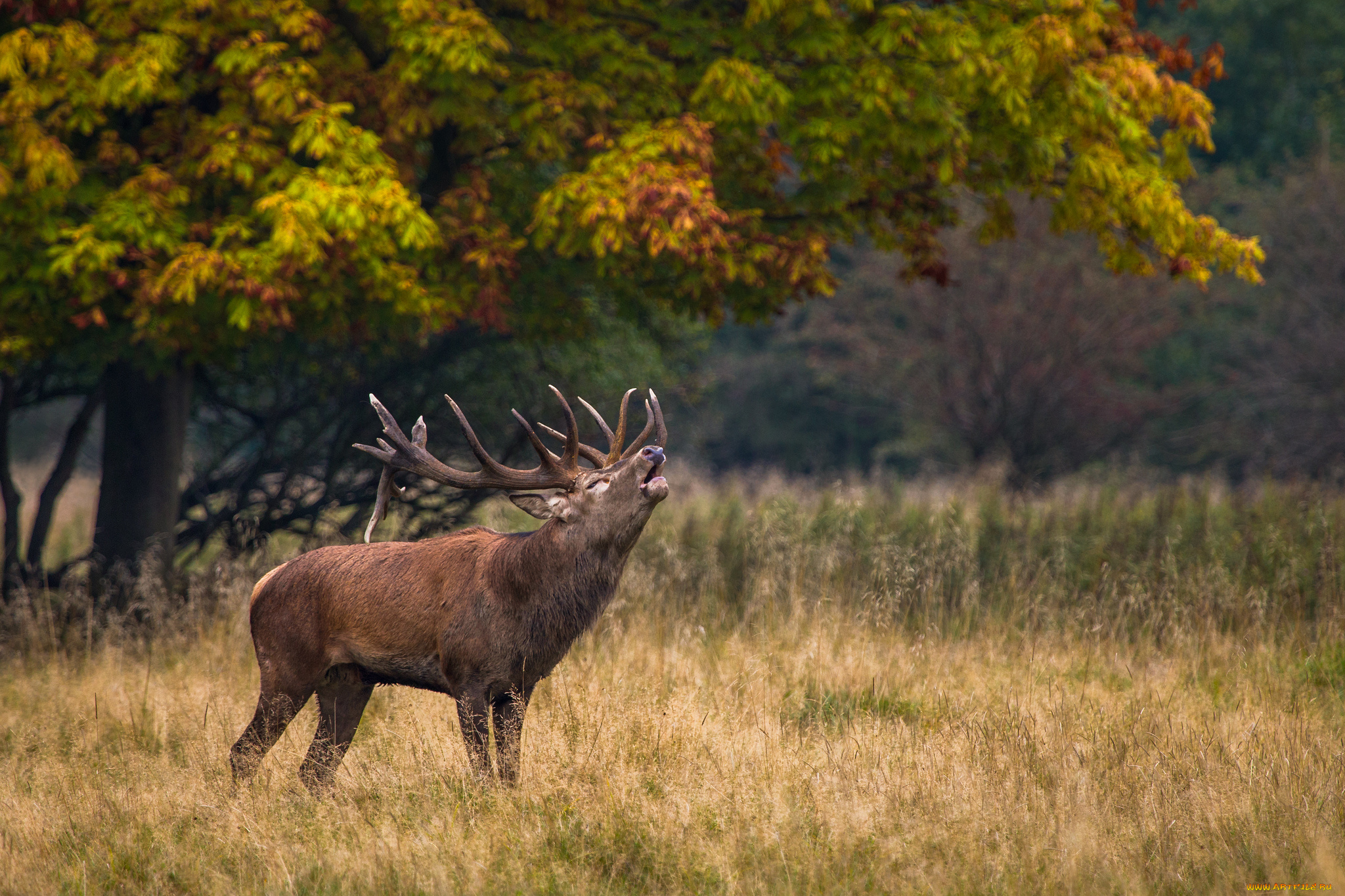 животные, олени, зов, олень, природа, рога, травa