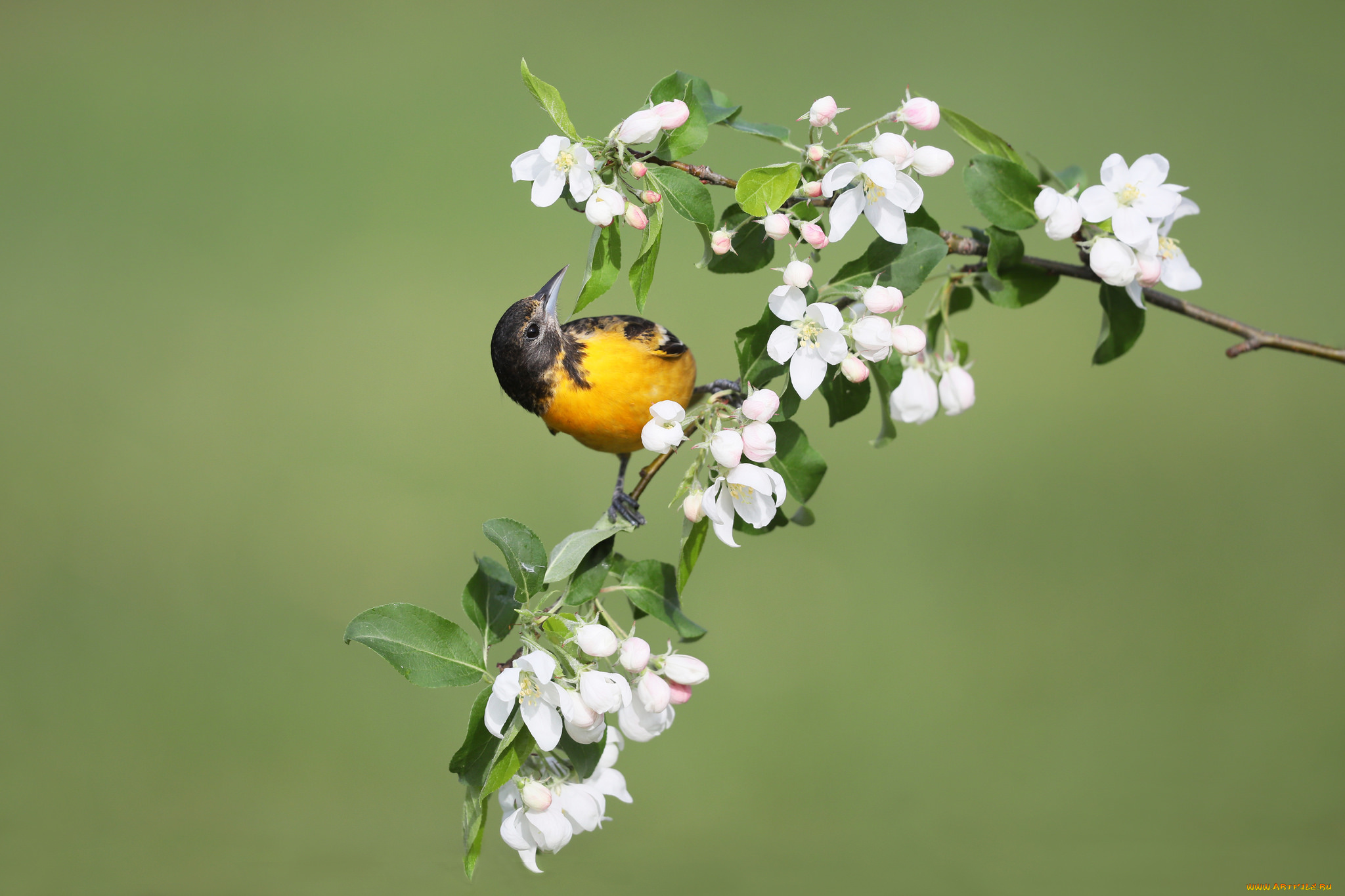 животные, птицы, весна, цветы, птица