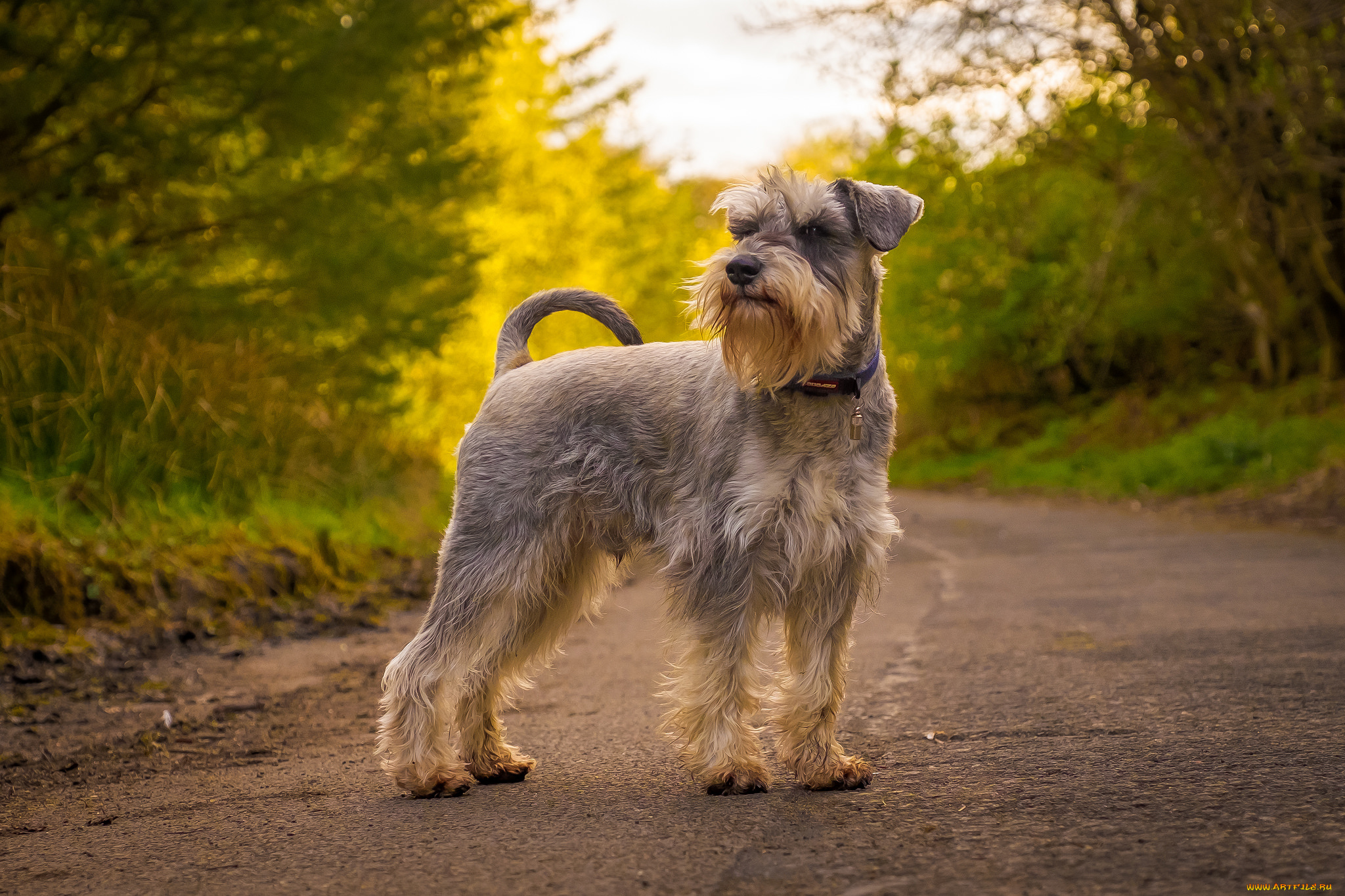 животные, собаки, песик