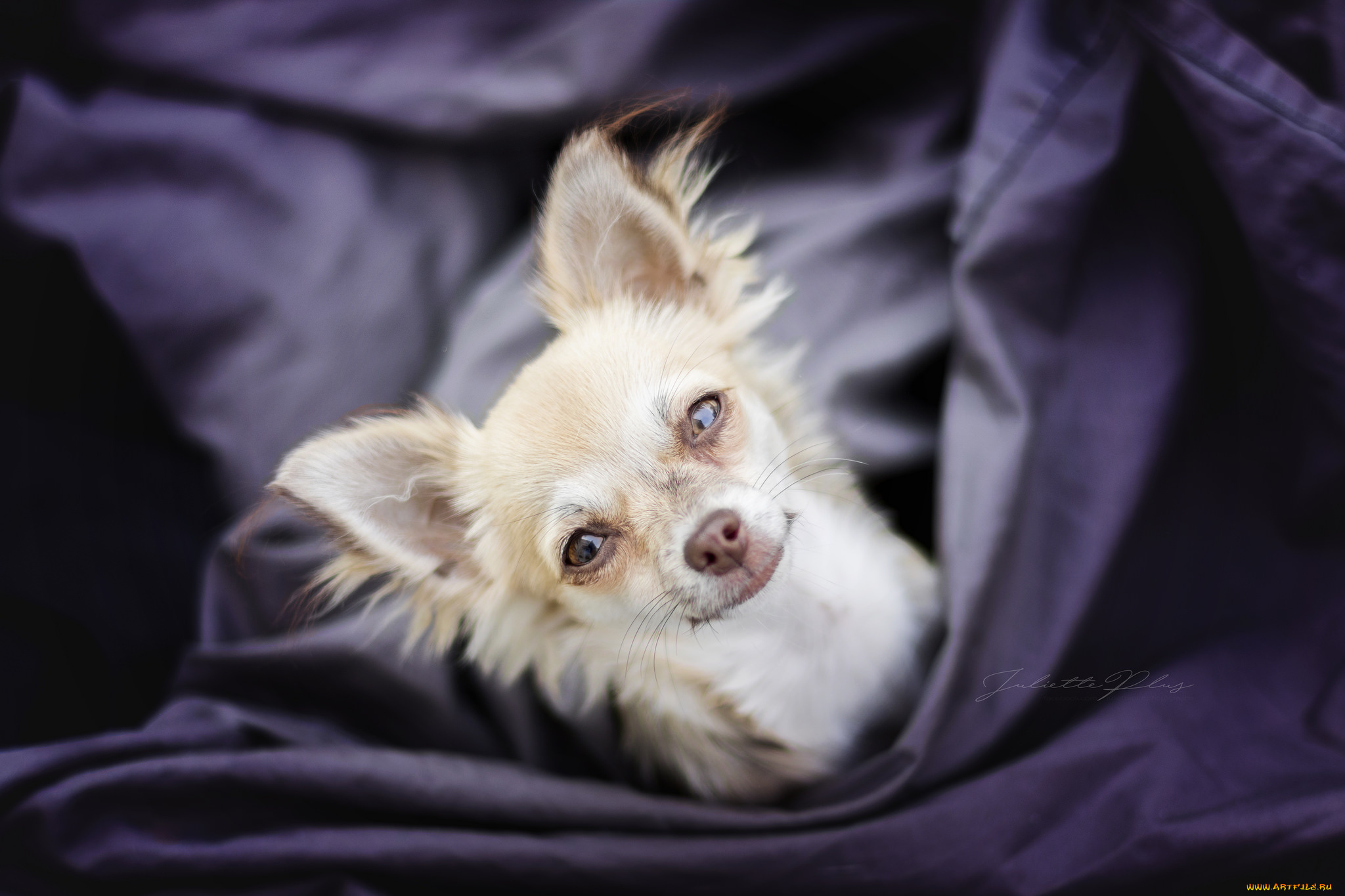 животные, собаки, ткань, собака