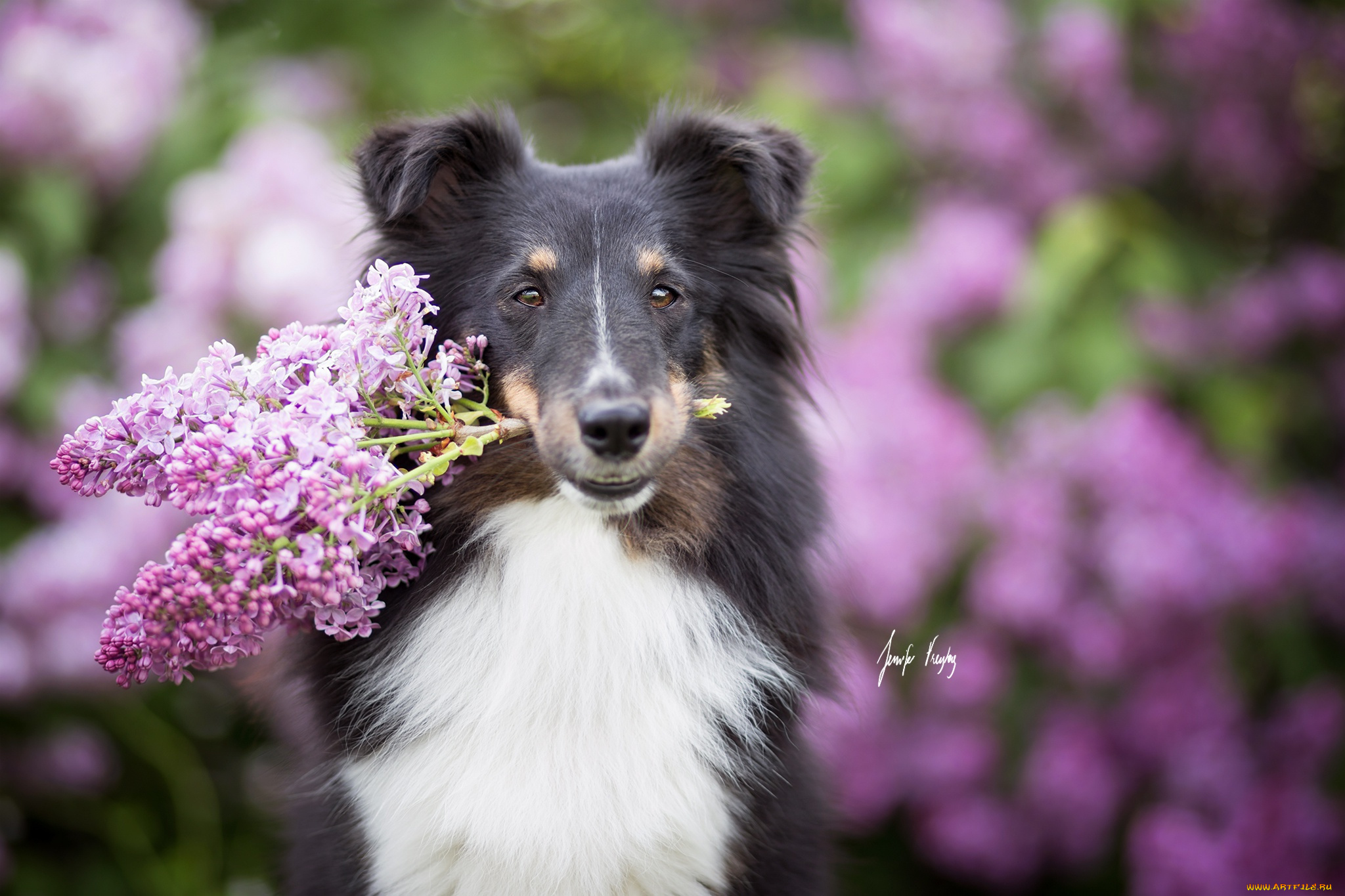 животные, собаки, взгляд, друг, собака