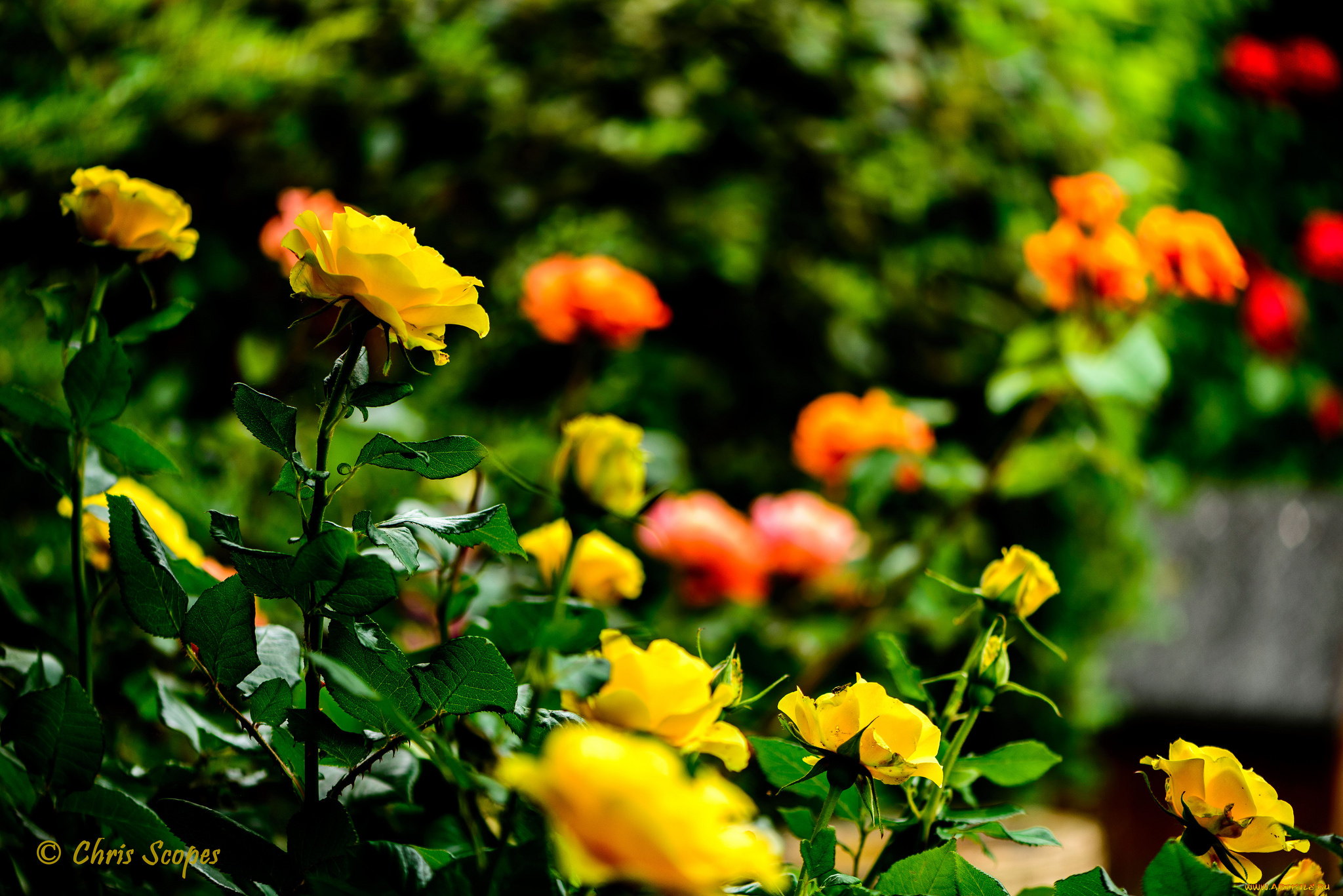 цветы, розы, роза, цветение, кусты