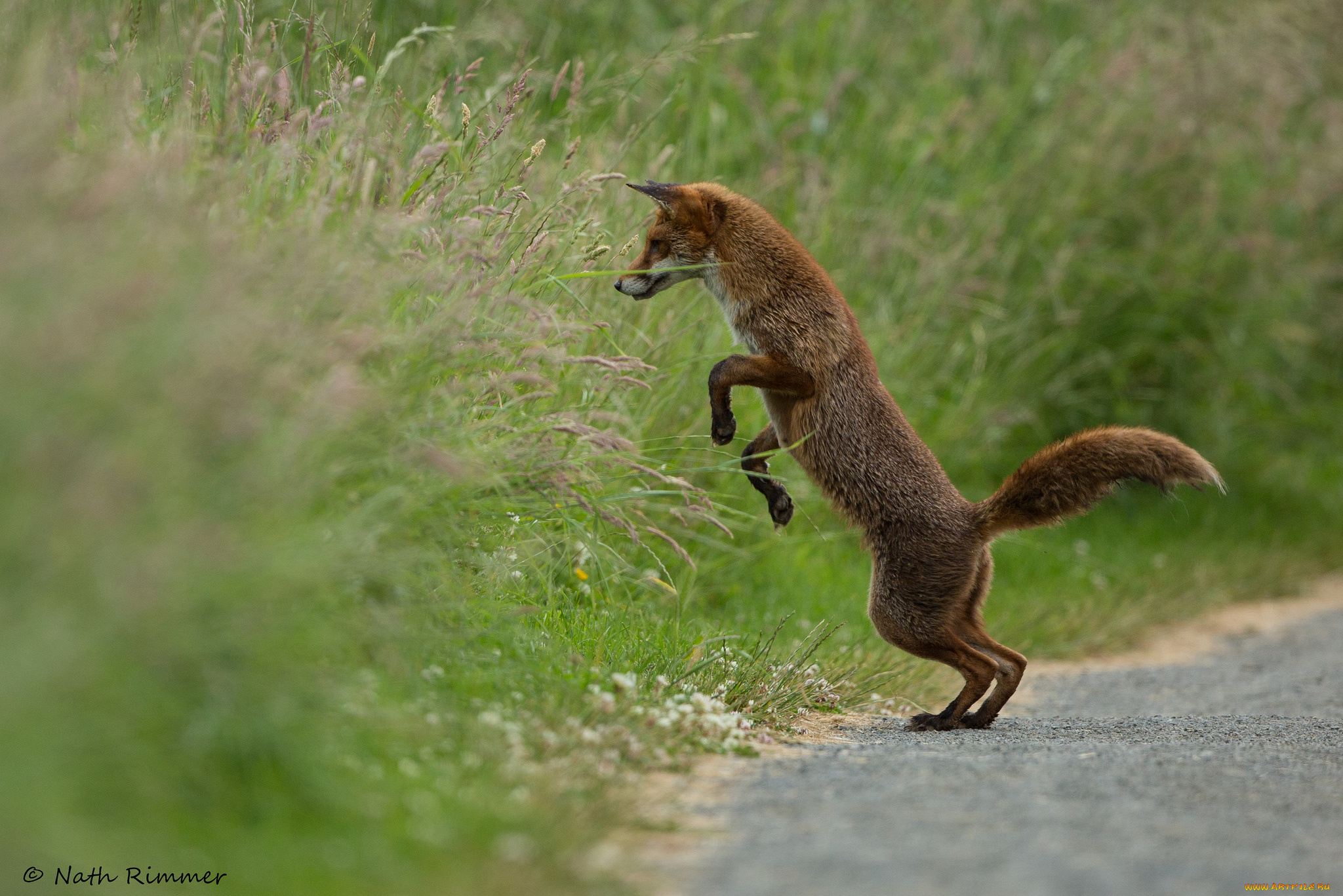 животные, лисы, лиса