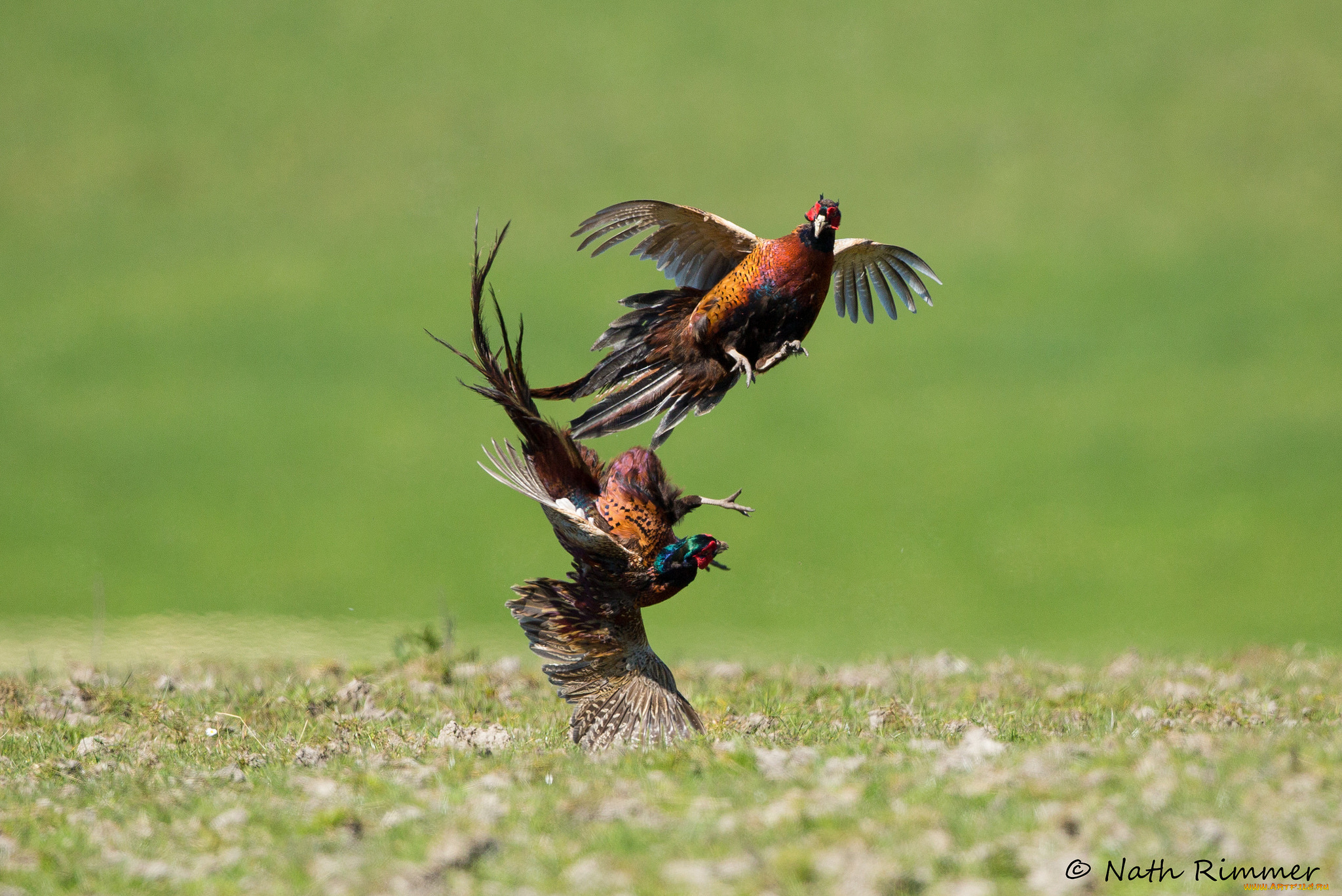 животные, птицы