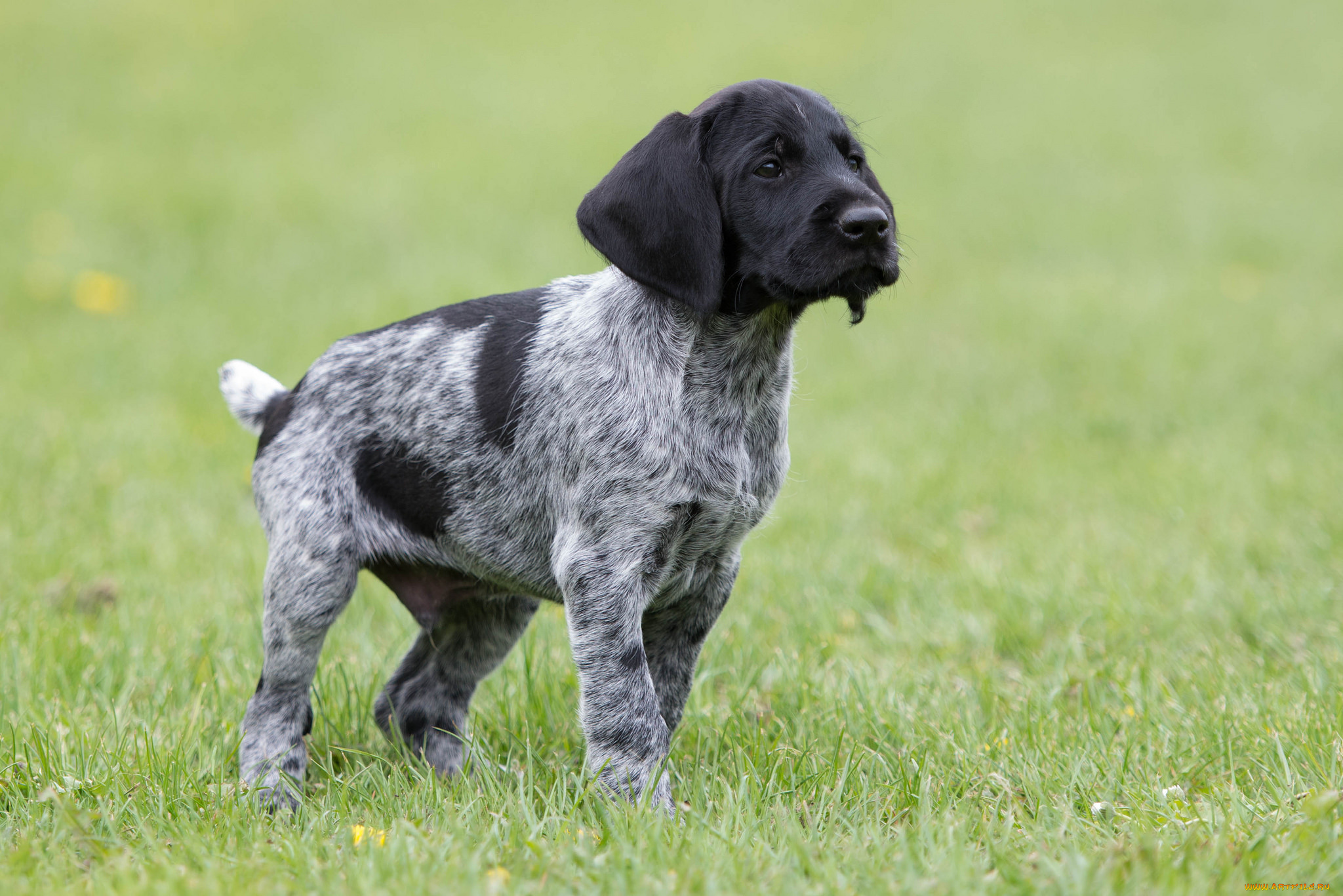 животные, собаки, песик