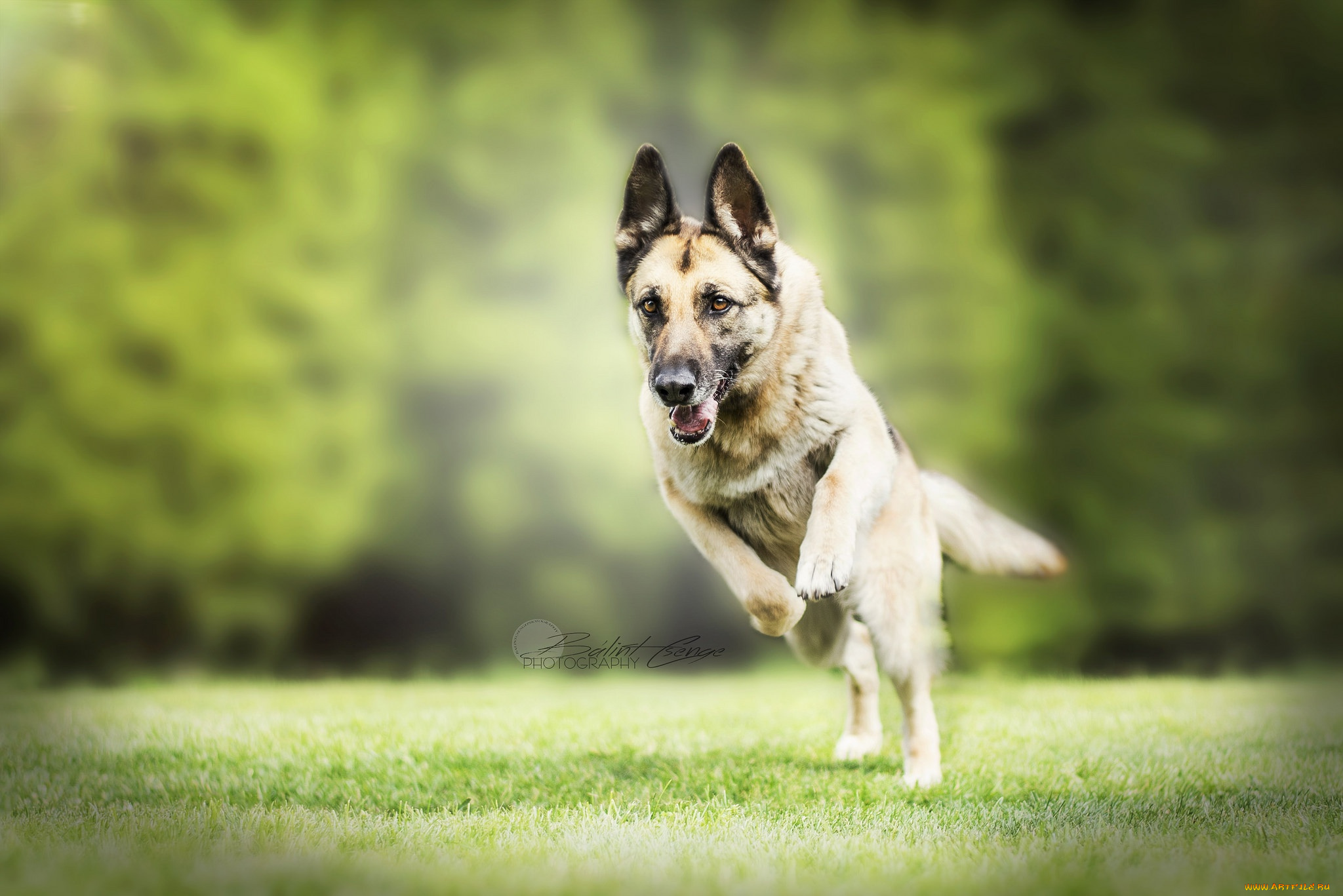 животные, собаки, природа, собака, друг, немецкая, овчарка