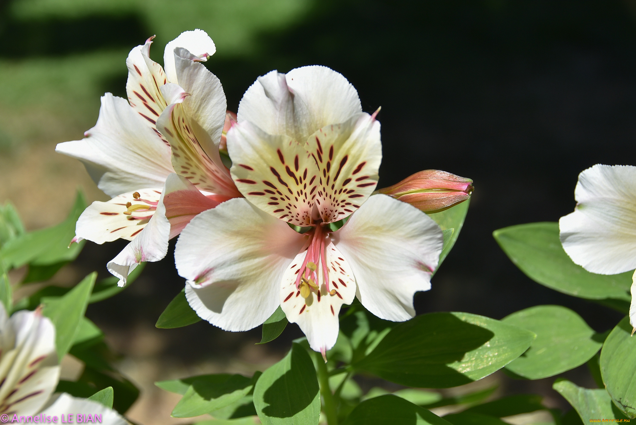 цветы, альстромерия