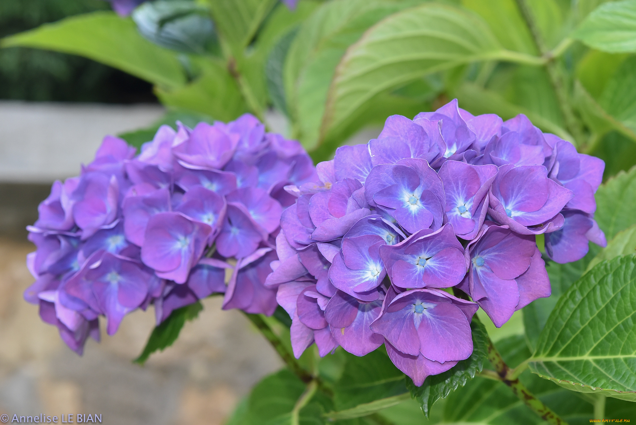 цветы, гортензия