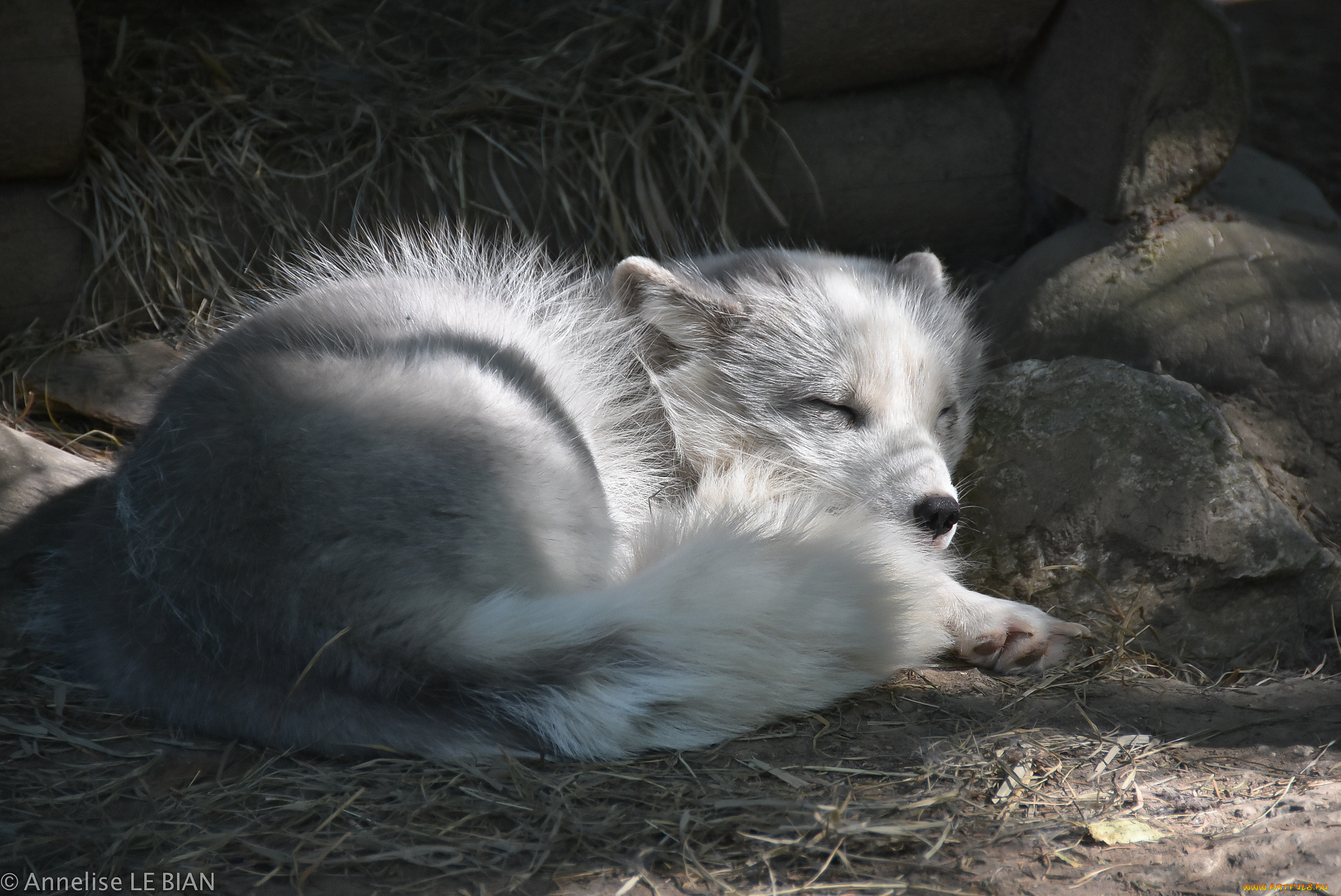 животные, песцы, песец