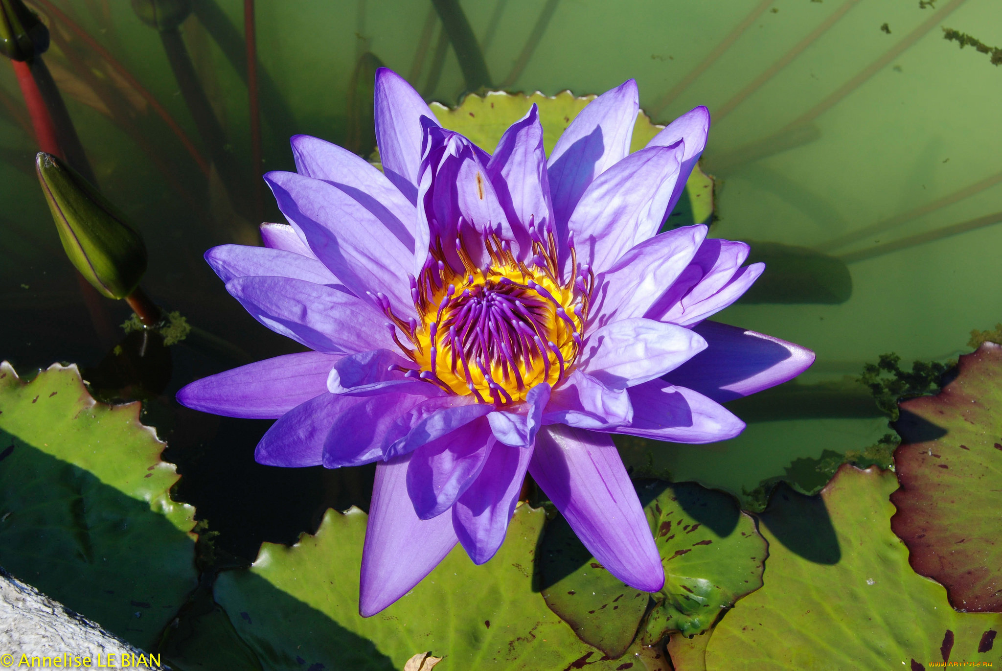 цветы, лилии, водяные, , нимфеи, , кувшинки, цветок