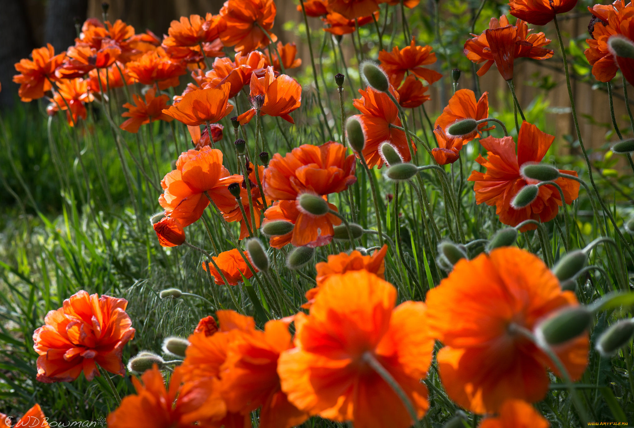 цветы, маки, лето, поле