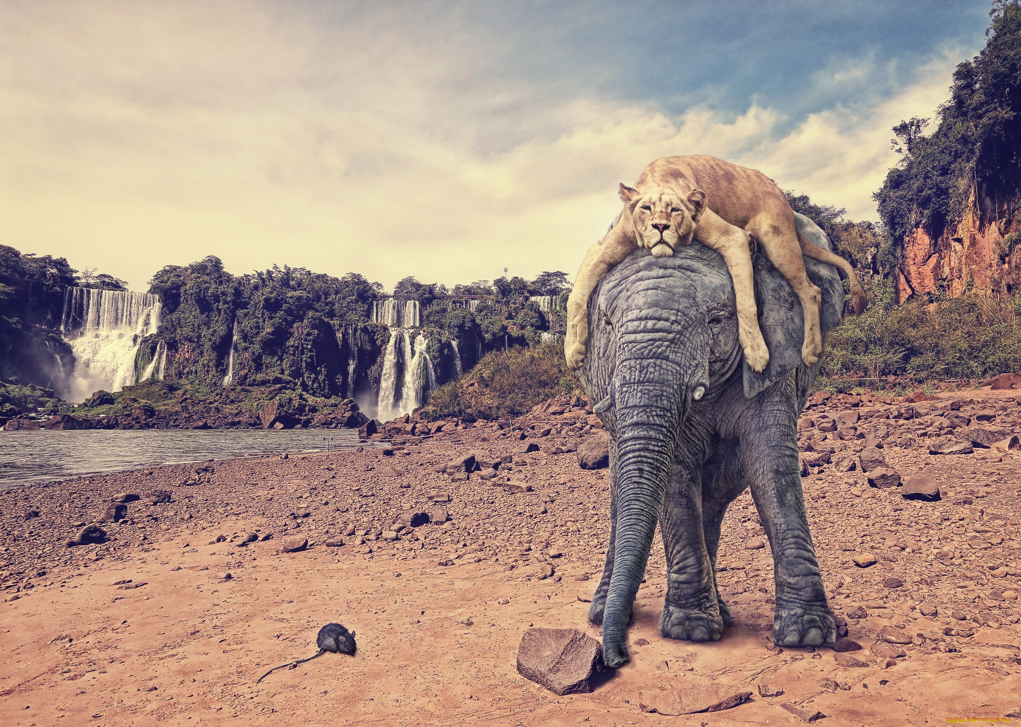 разное, компьютерный, дизайн, слон, тигр, крыса