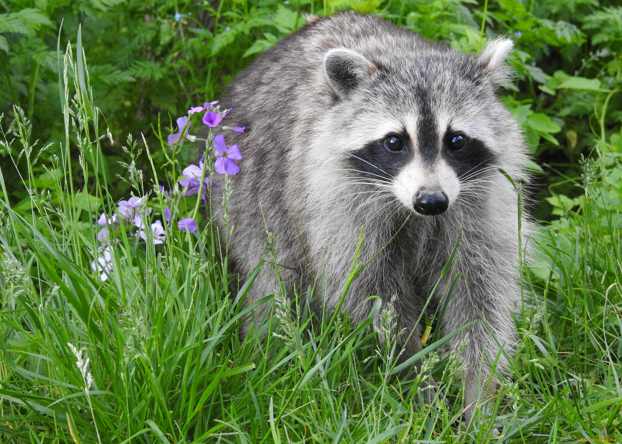 животные, еноты, енот