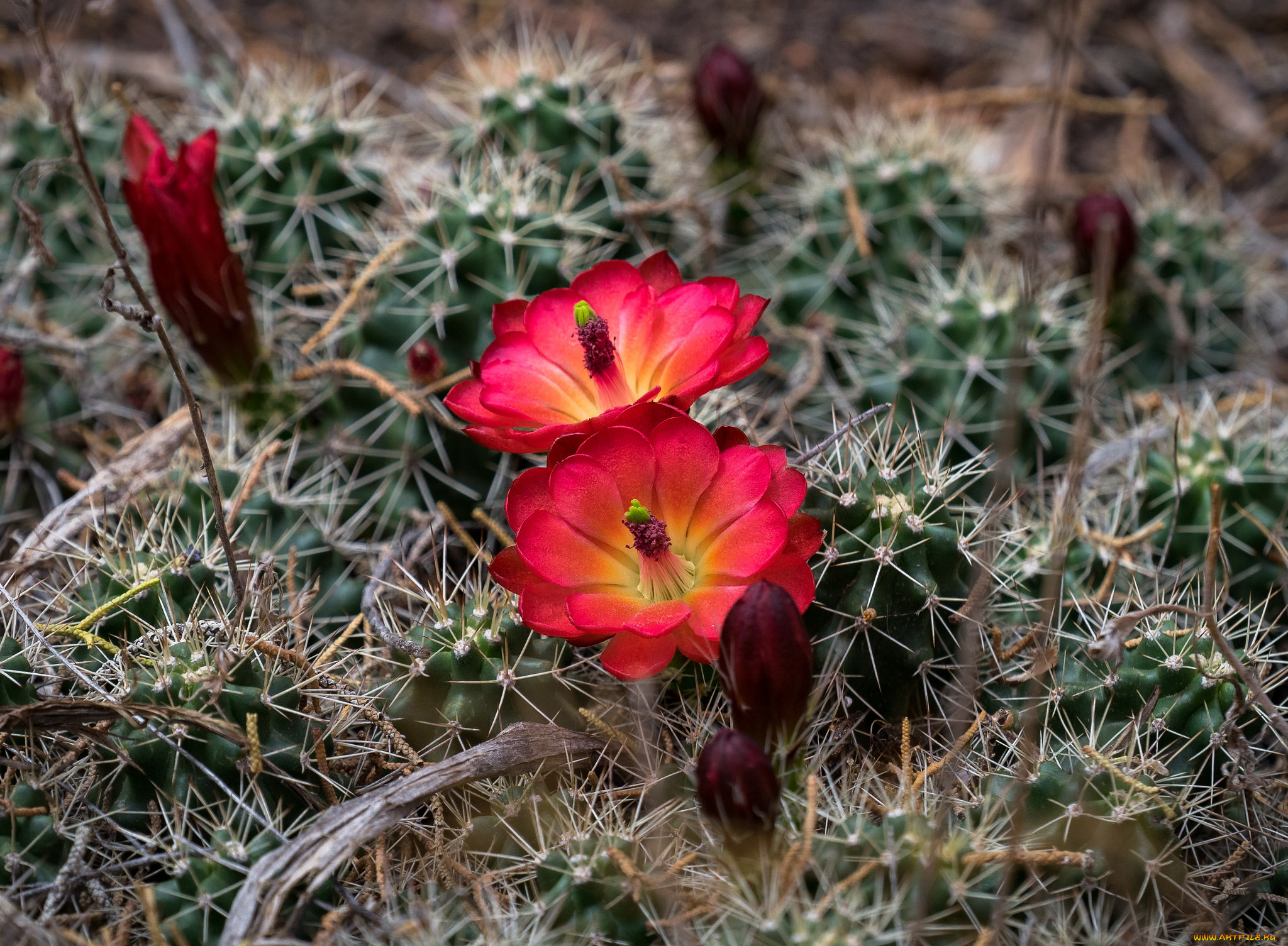 цветы, кактусы, лето, цветок, кактус