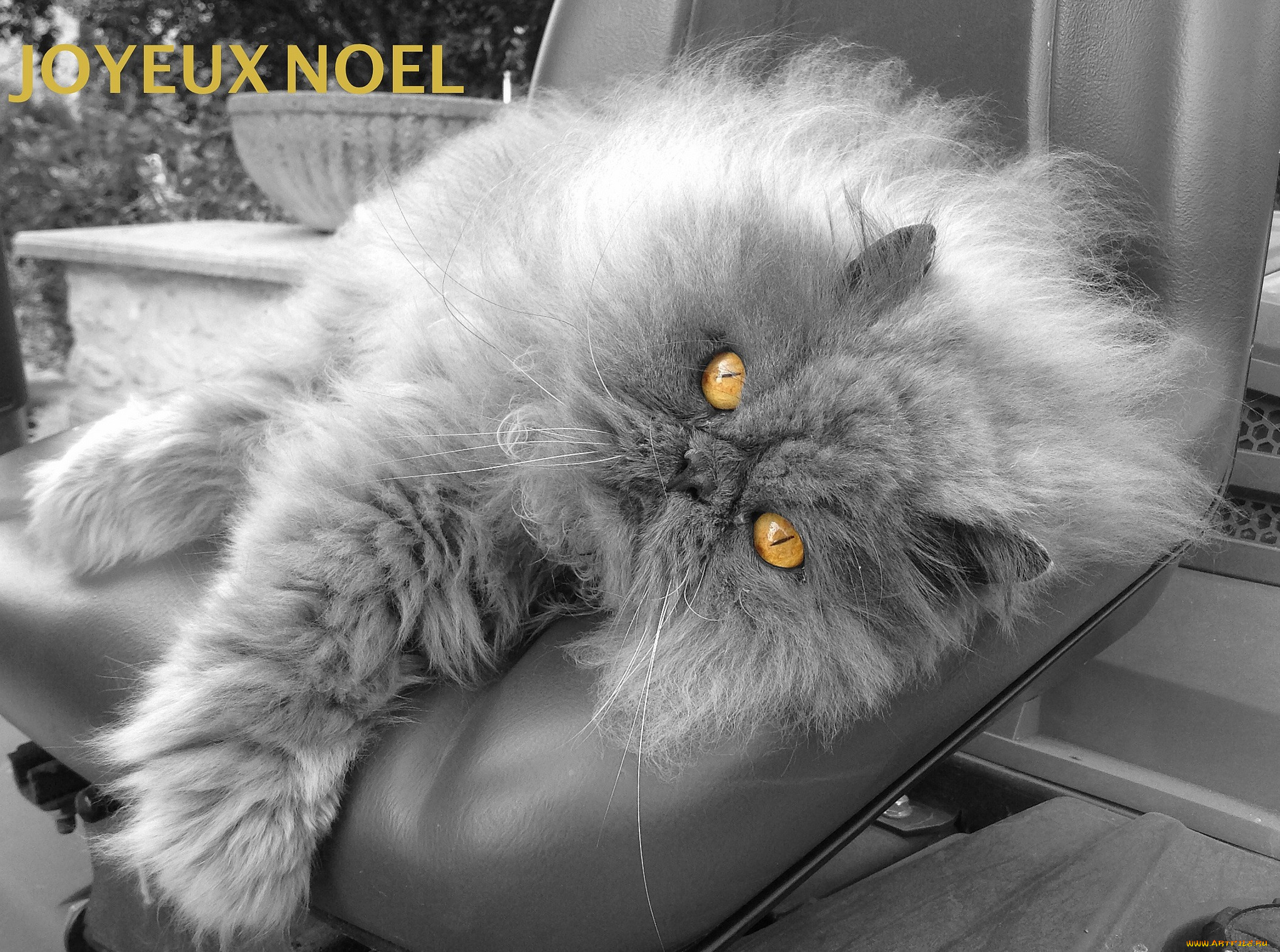 животные, коты, животное, котик, взгляд, фон, усы